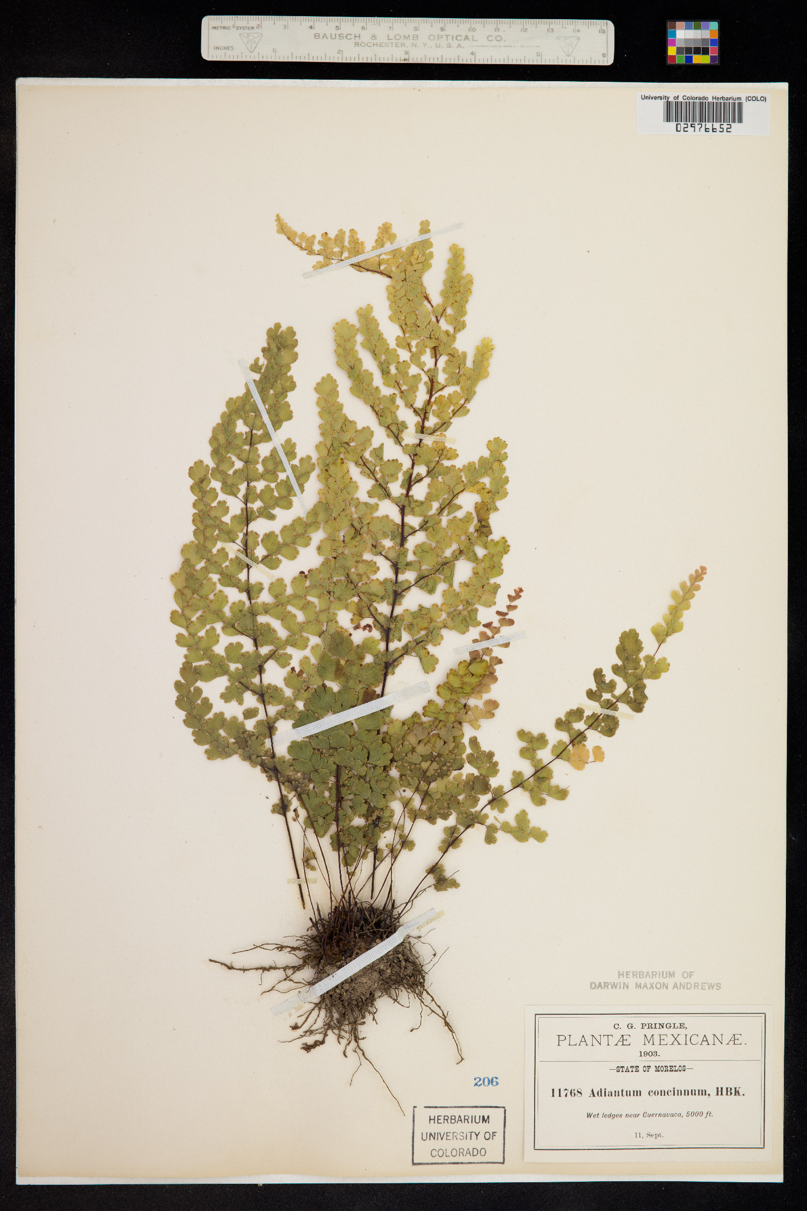 Adiantum concinnum image
