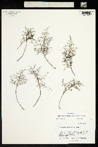 Image of Argyrochosma microphylla