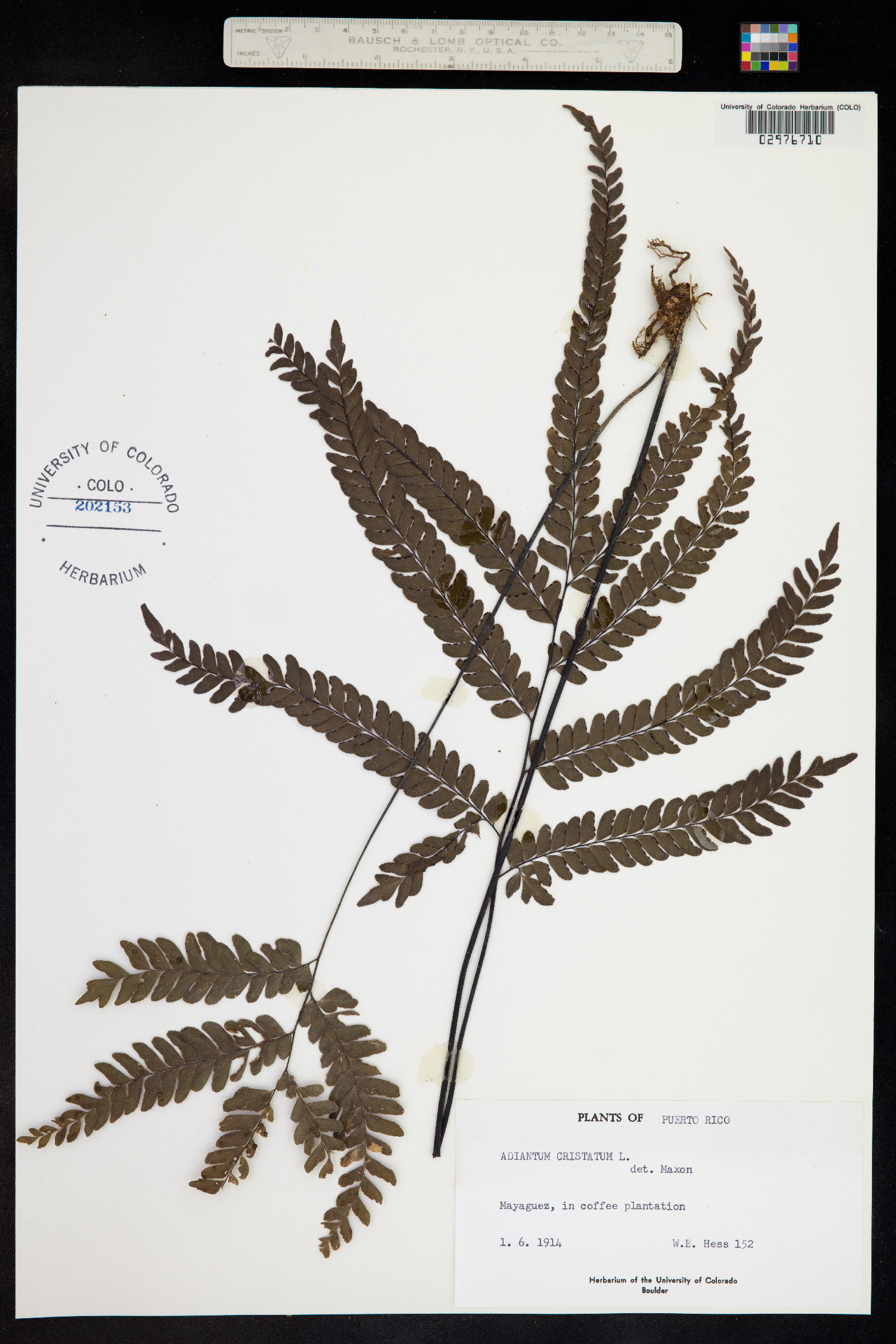 Adiantum pyramidale image