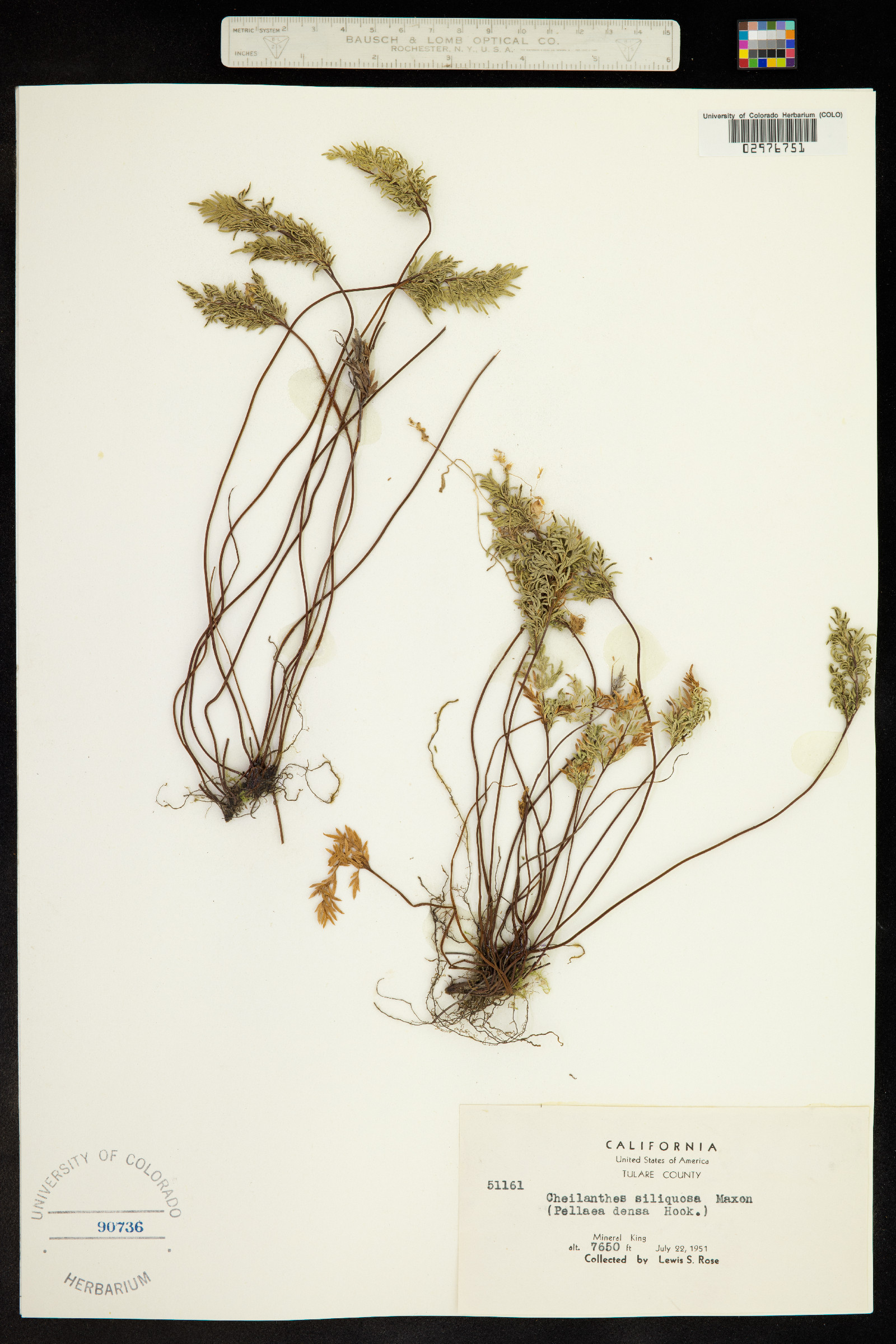 Aspidotis image