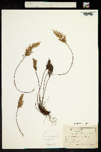 Image of Cheilanthes siliquosa