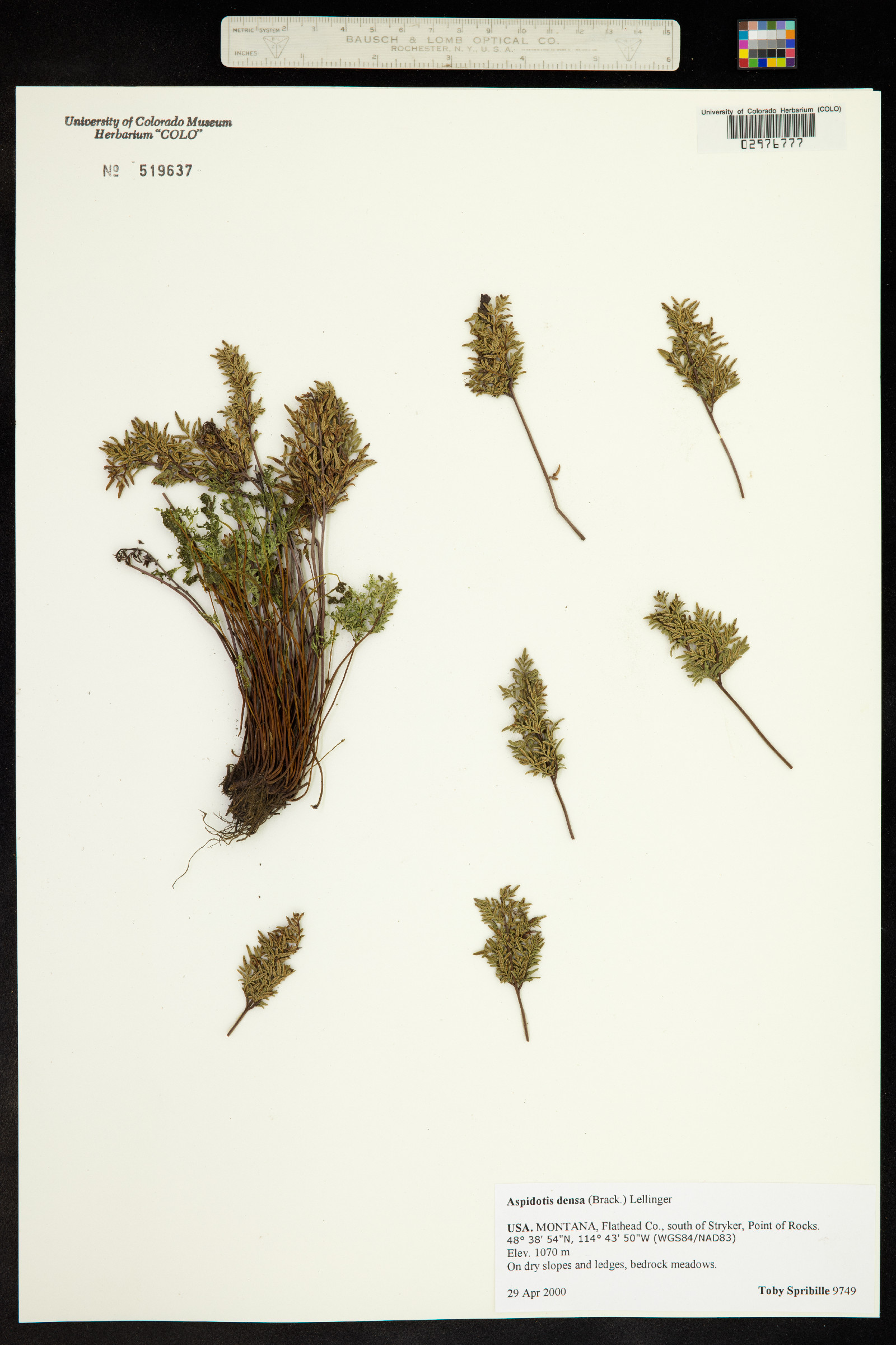 Aspidotis densa image