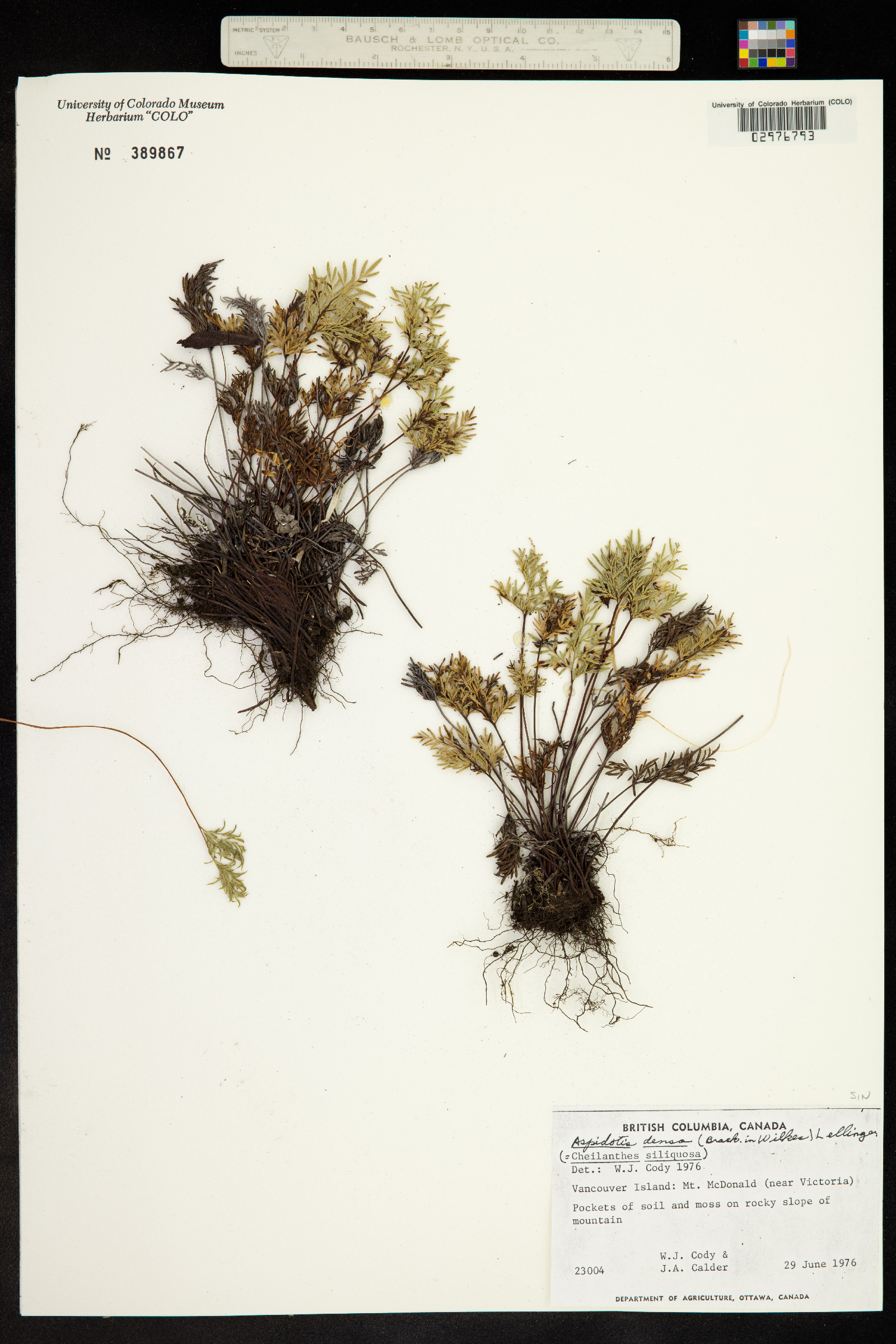 Aspidotis image