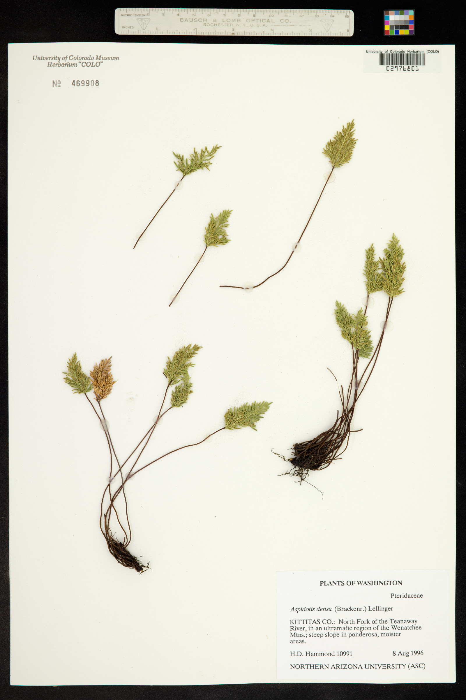 Aspidotis densa image