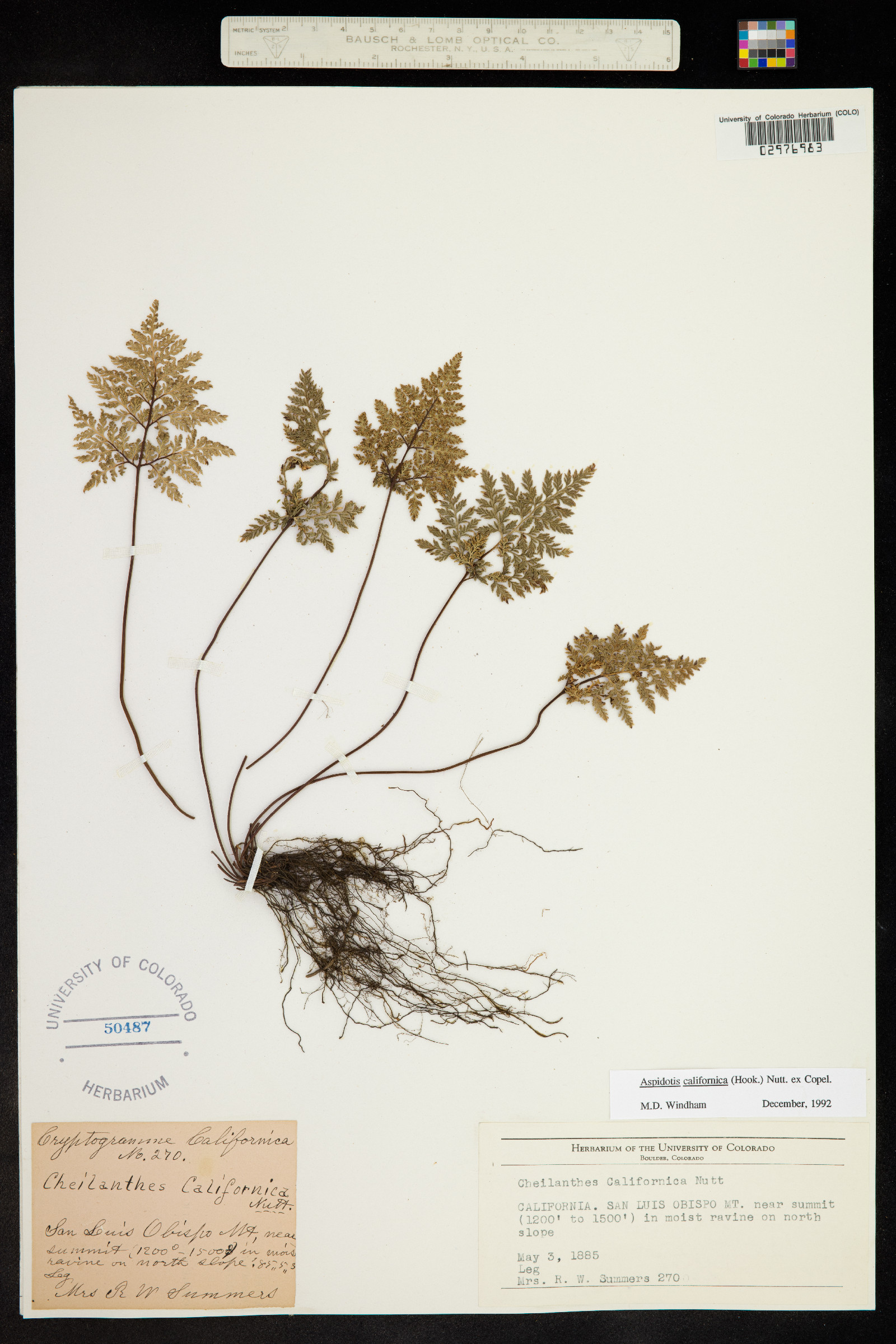 Aspidotis californica image