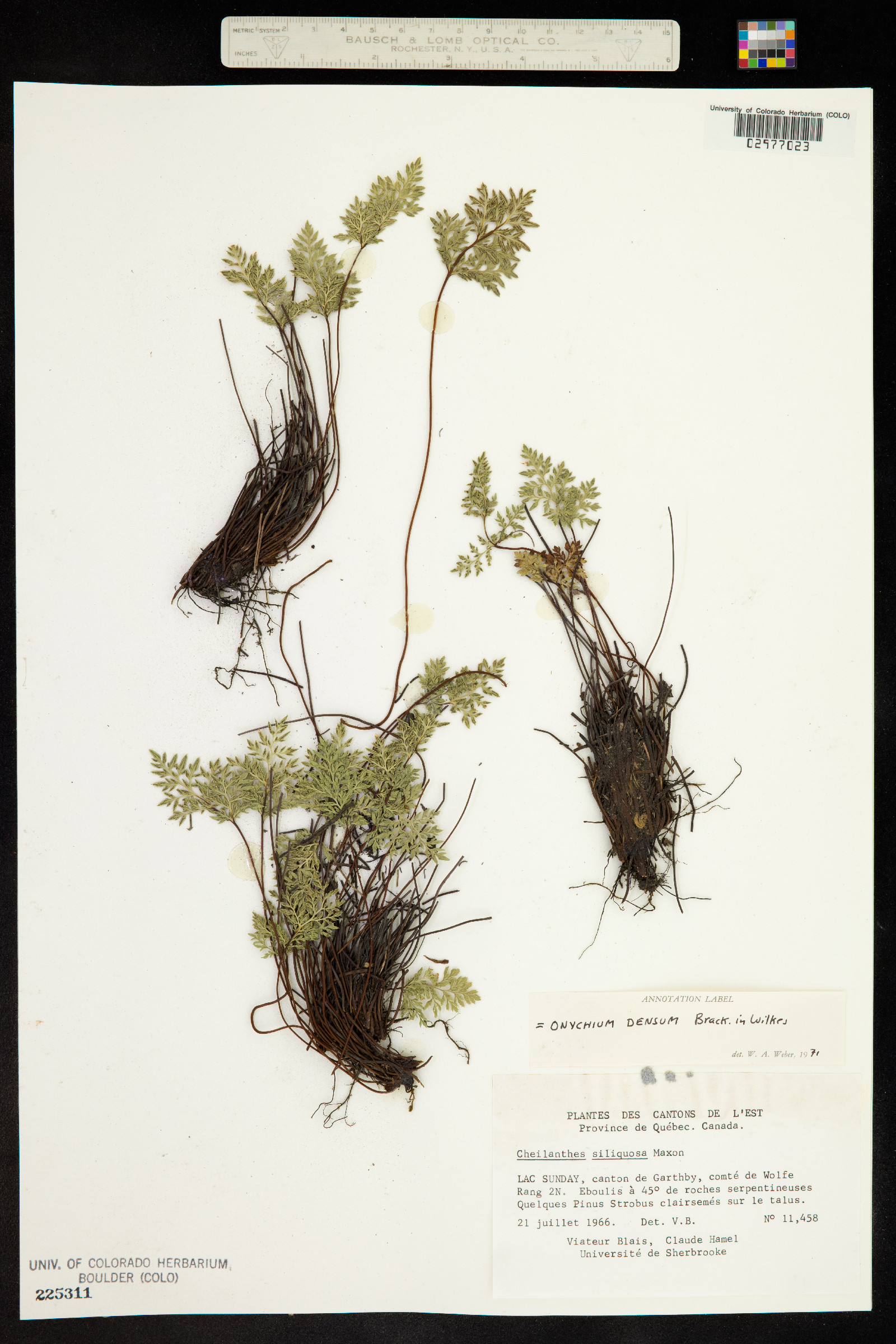 Aspidotis densa image