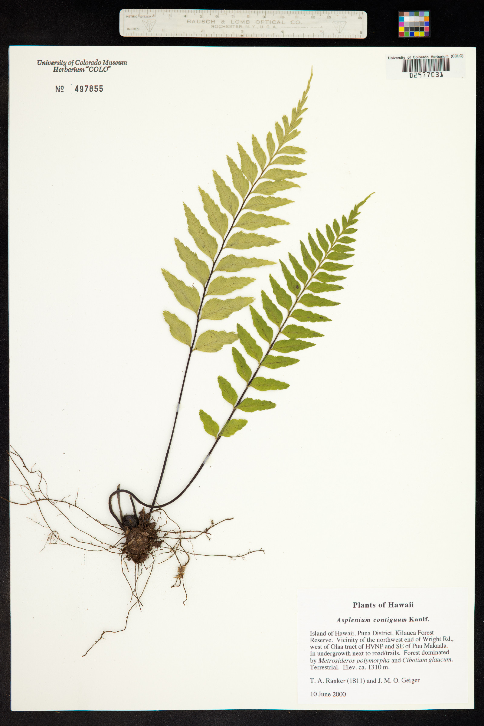 Asplenium contiguum image