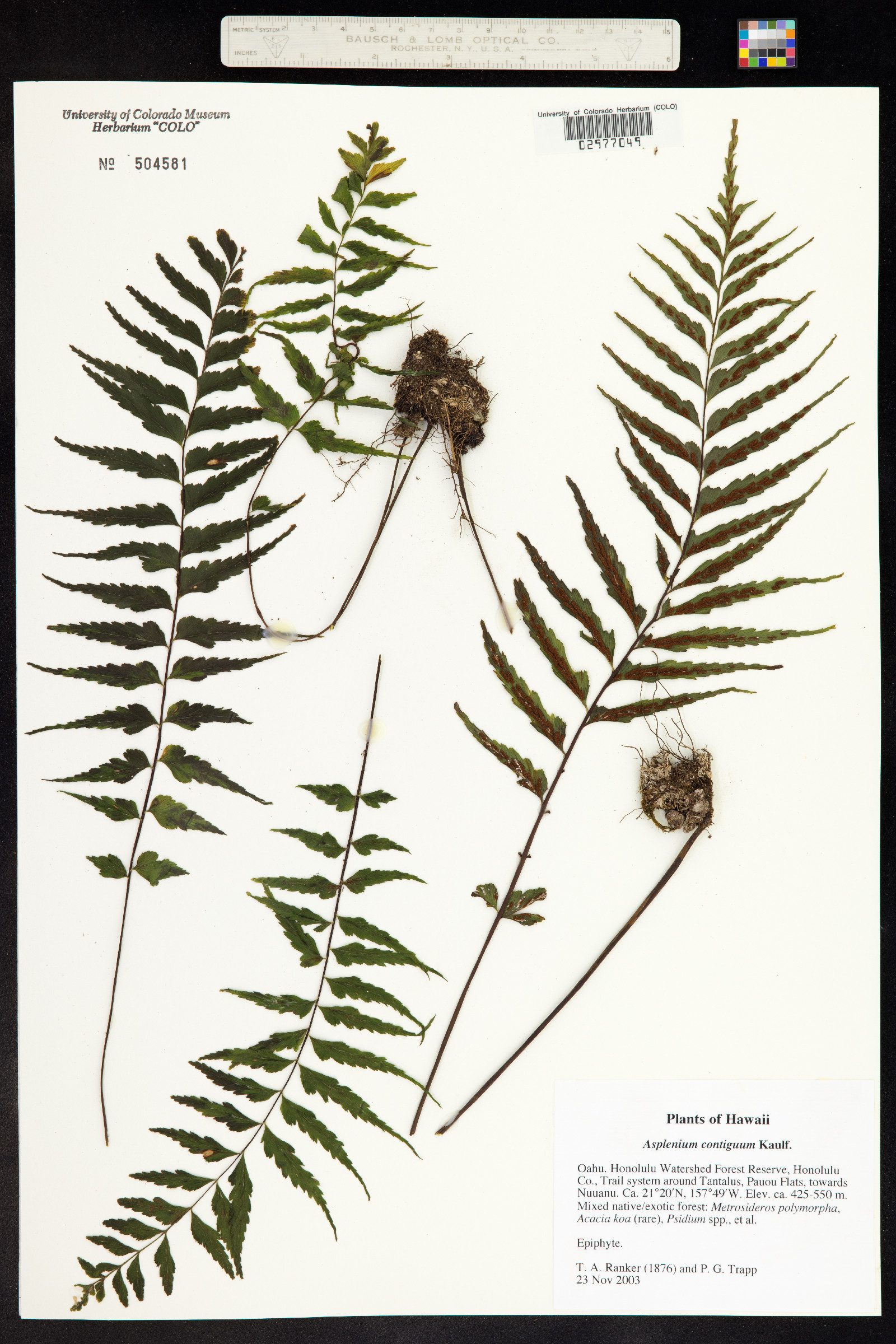 Asplenium contiguum image