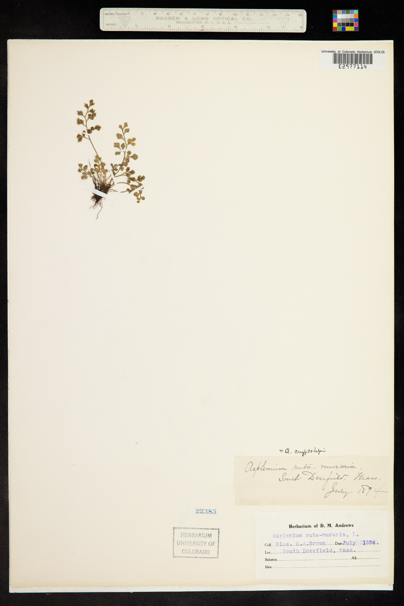 Asplenium ruta-muraria image