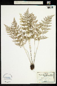 Image of Asplenium auritum