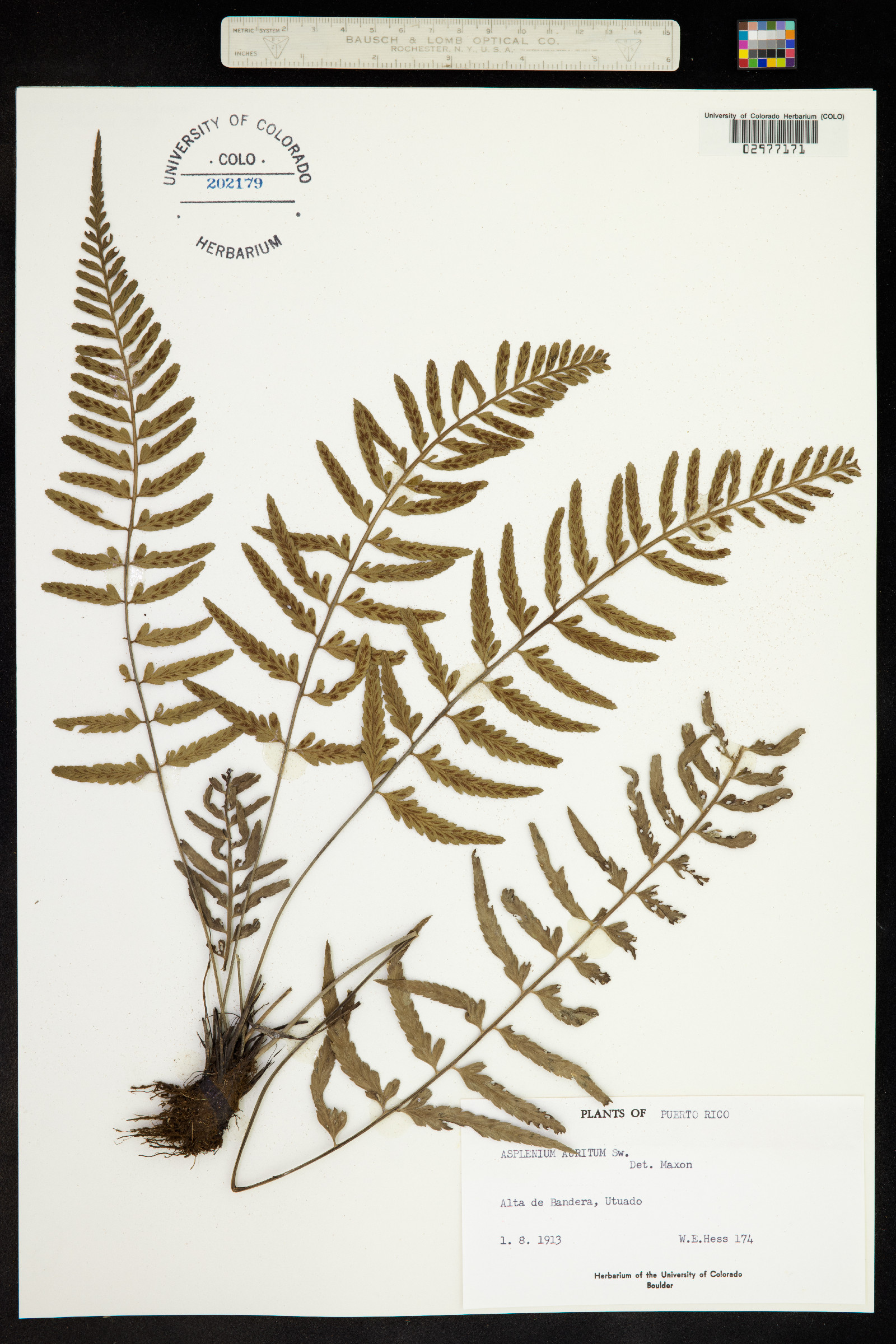 Asplenium auritum image