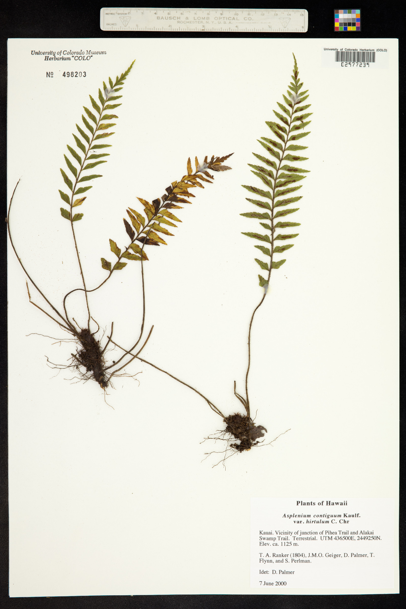 Asplenium contiguum image