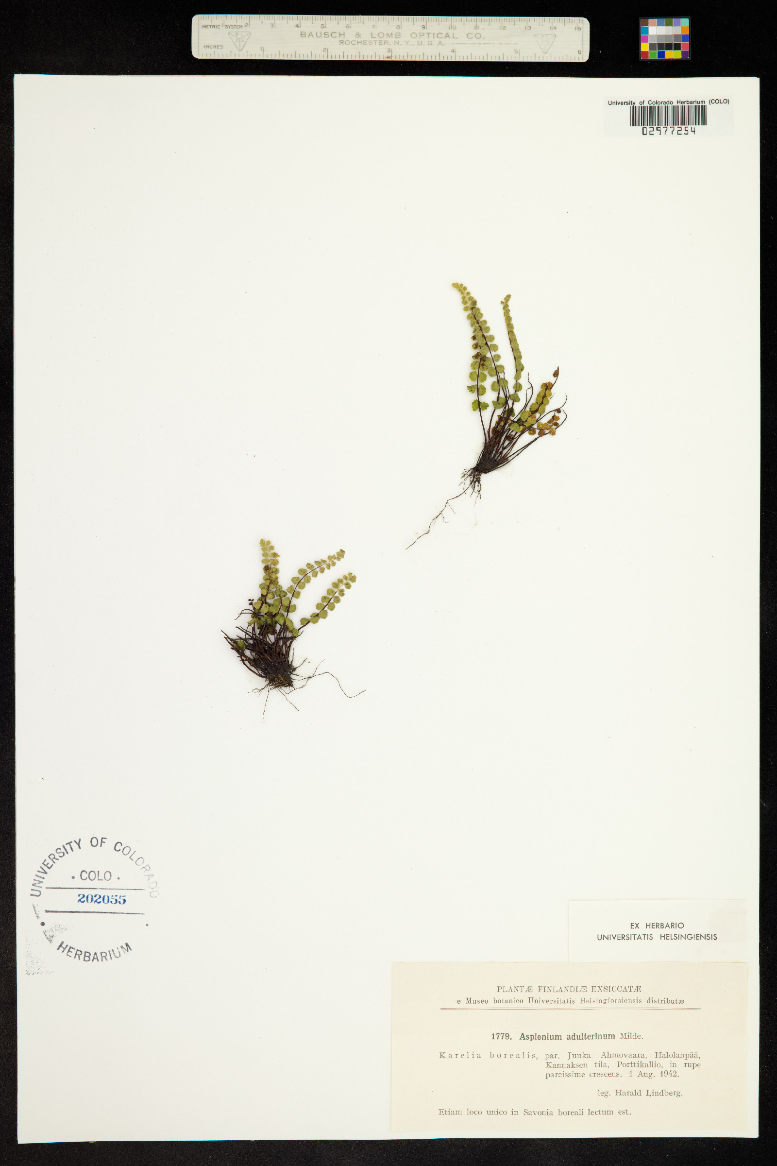 Asplenium adulterinum image