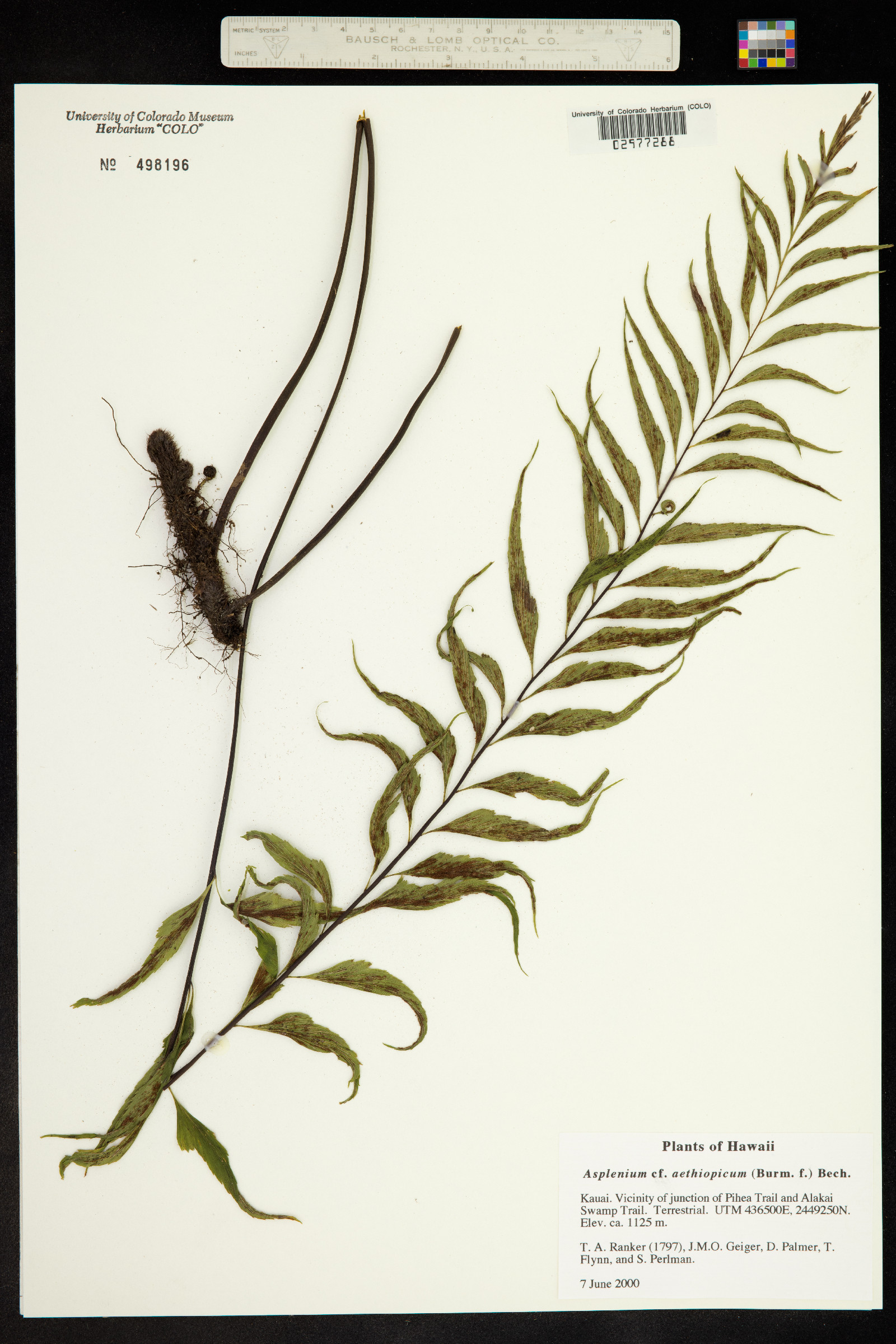 Asplenium aethiopicum image