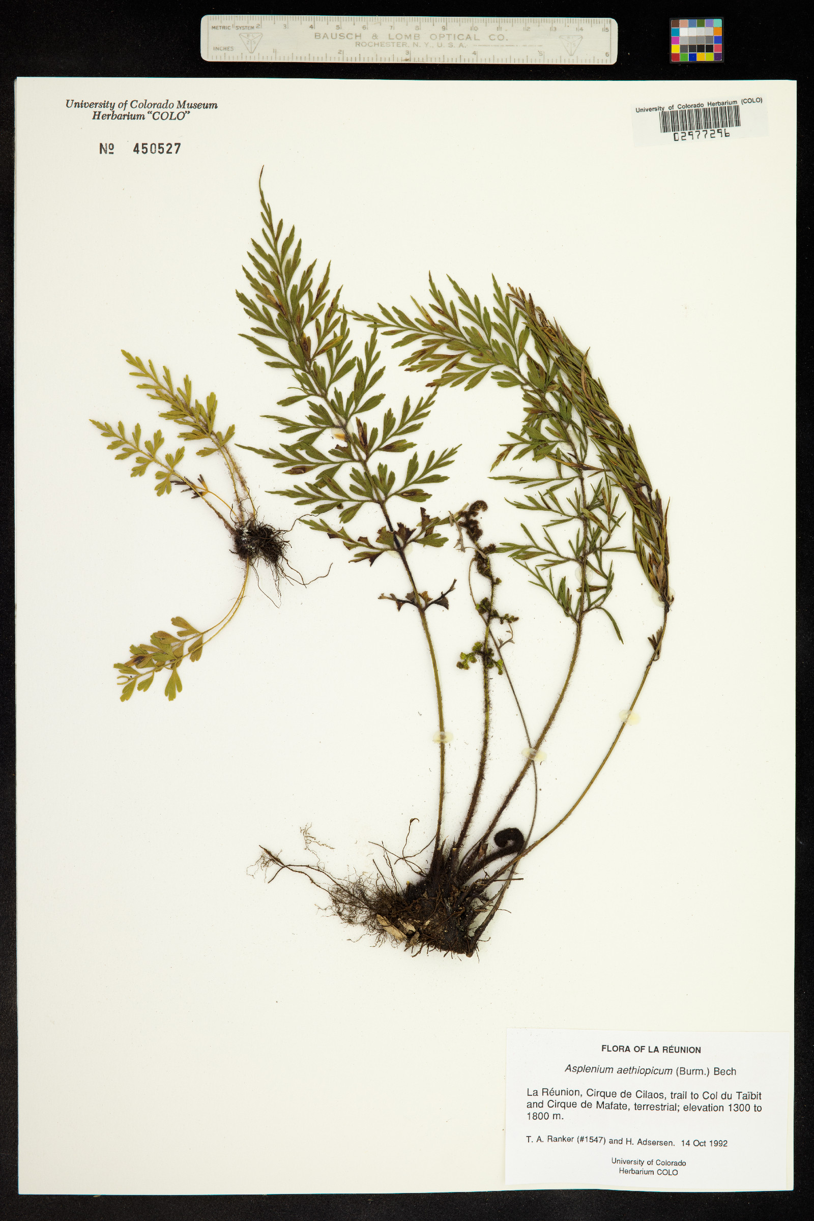 Asplenium aethiopicum image