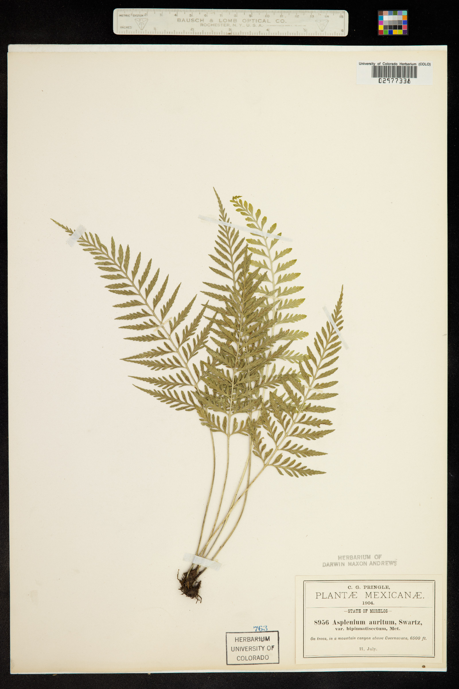 Asplenium auritum image