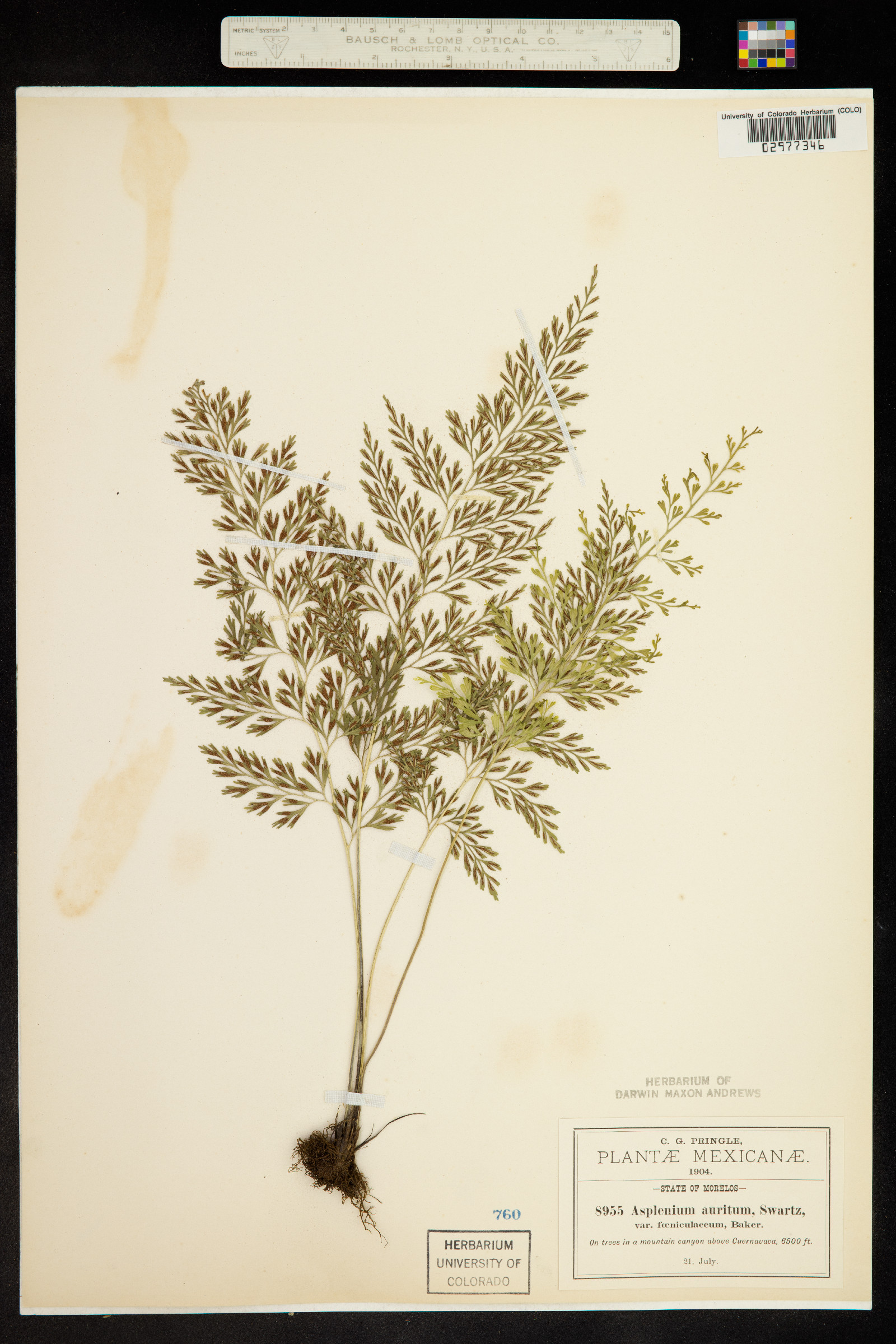 Asplenium auritum image
