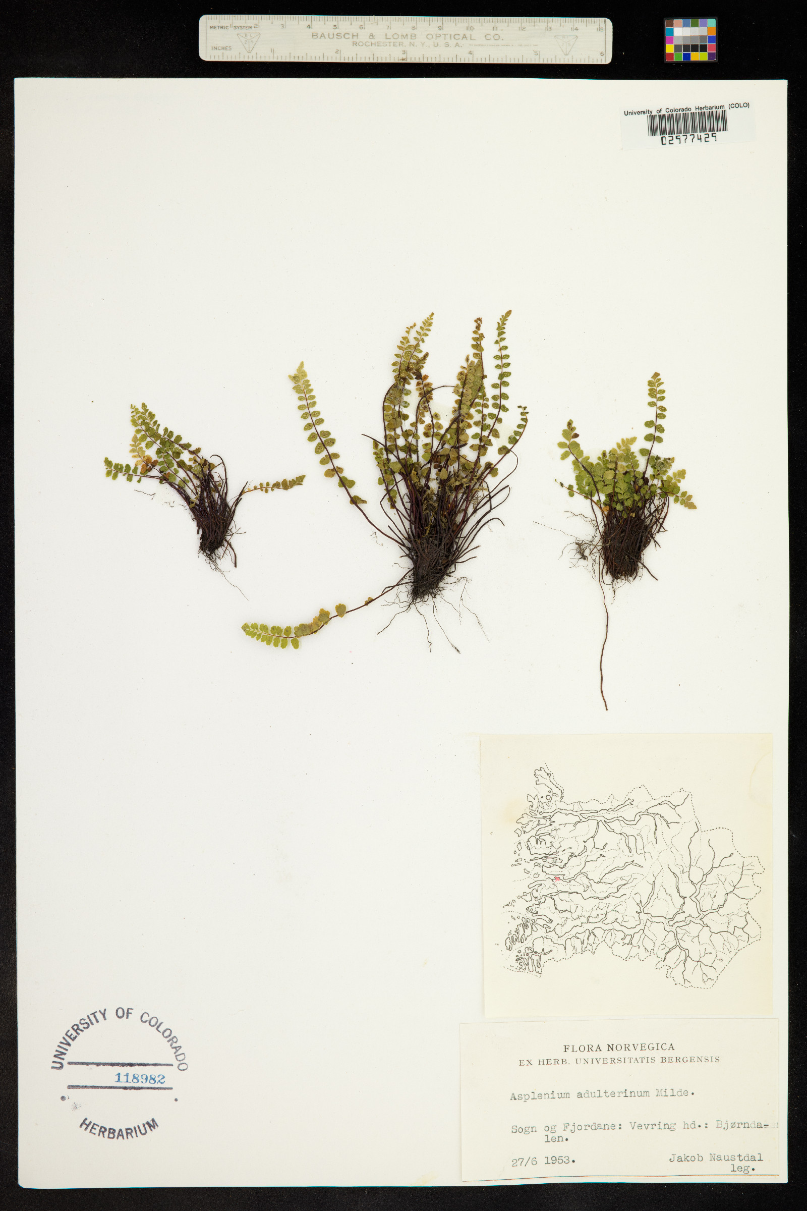 Asplenium adulterinum image
