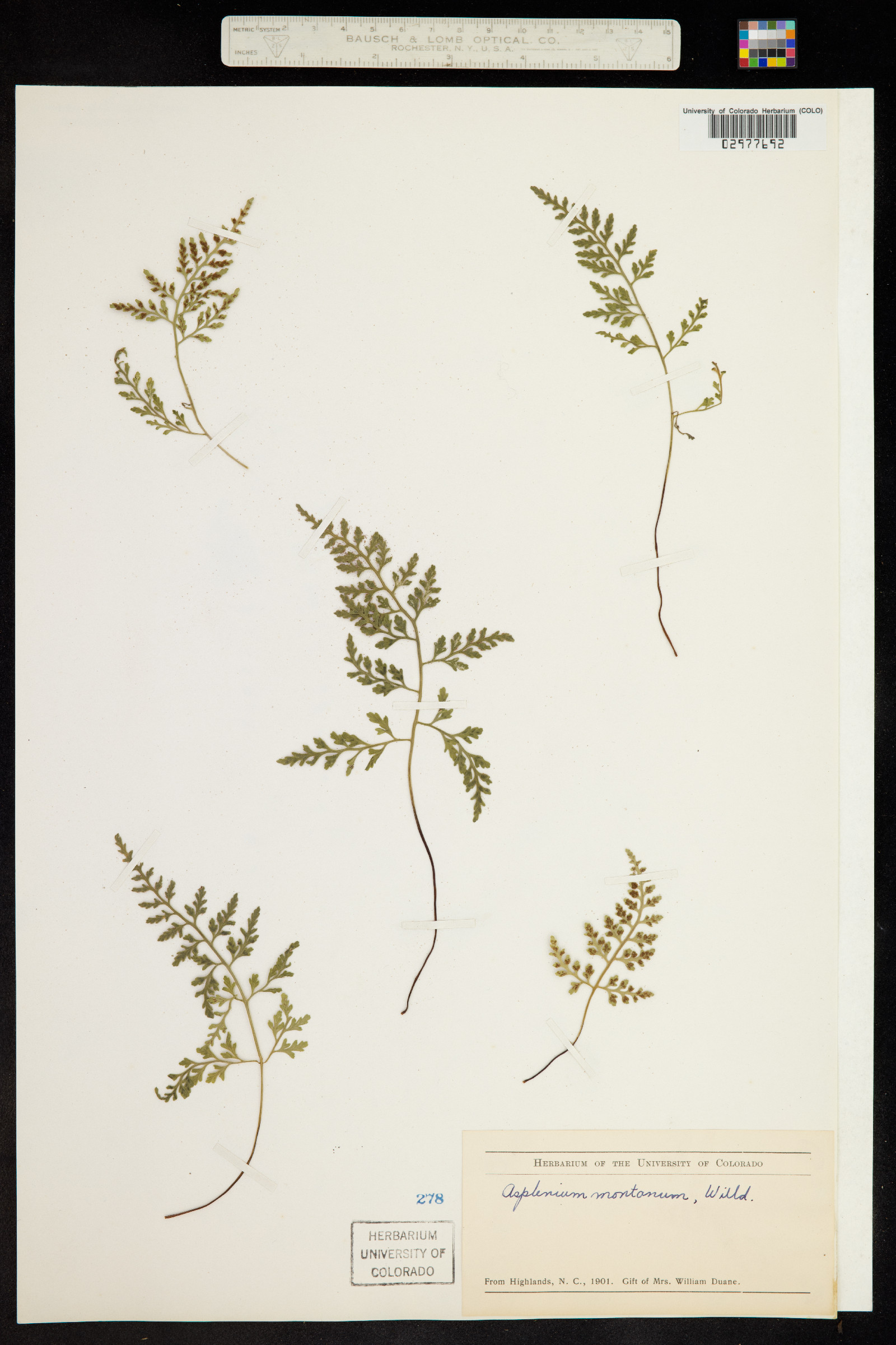 Asplenium montanum image