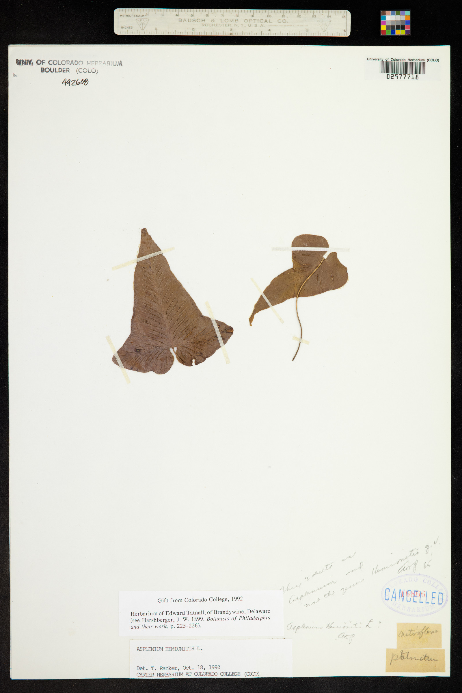 Asplenium hemionitis image
