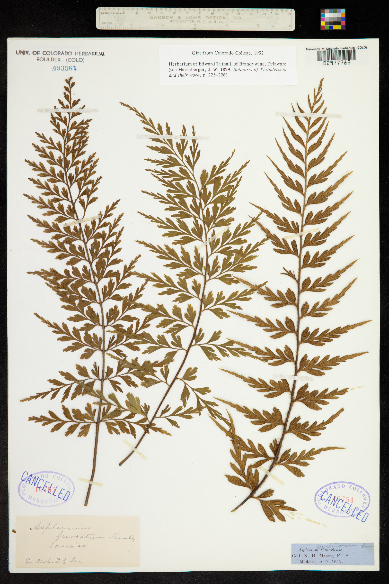 Asplenium aethiopicum image