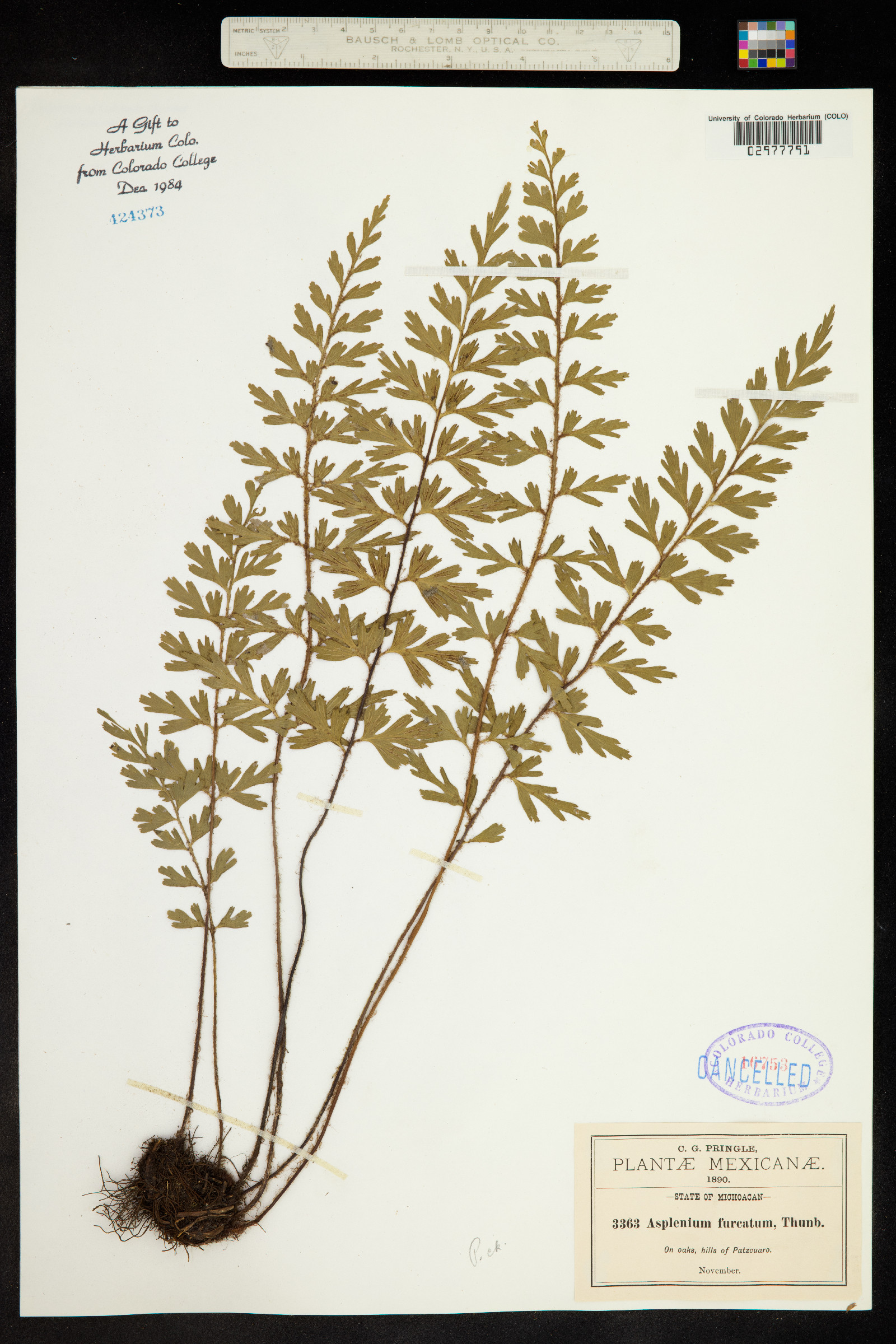 Asplenium aethiopicum image