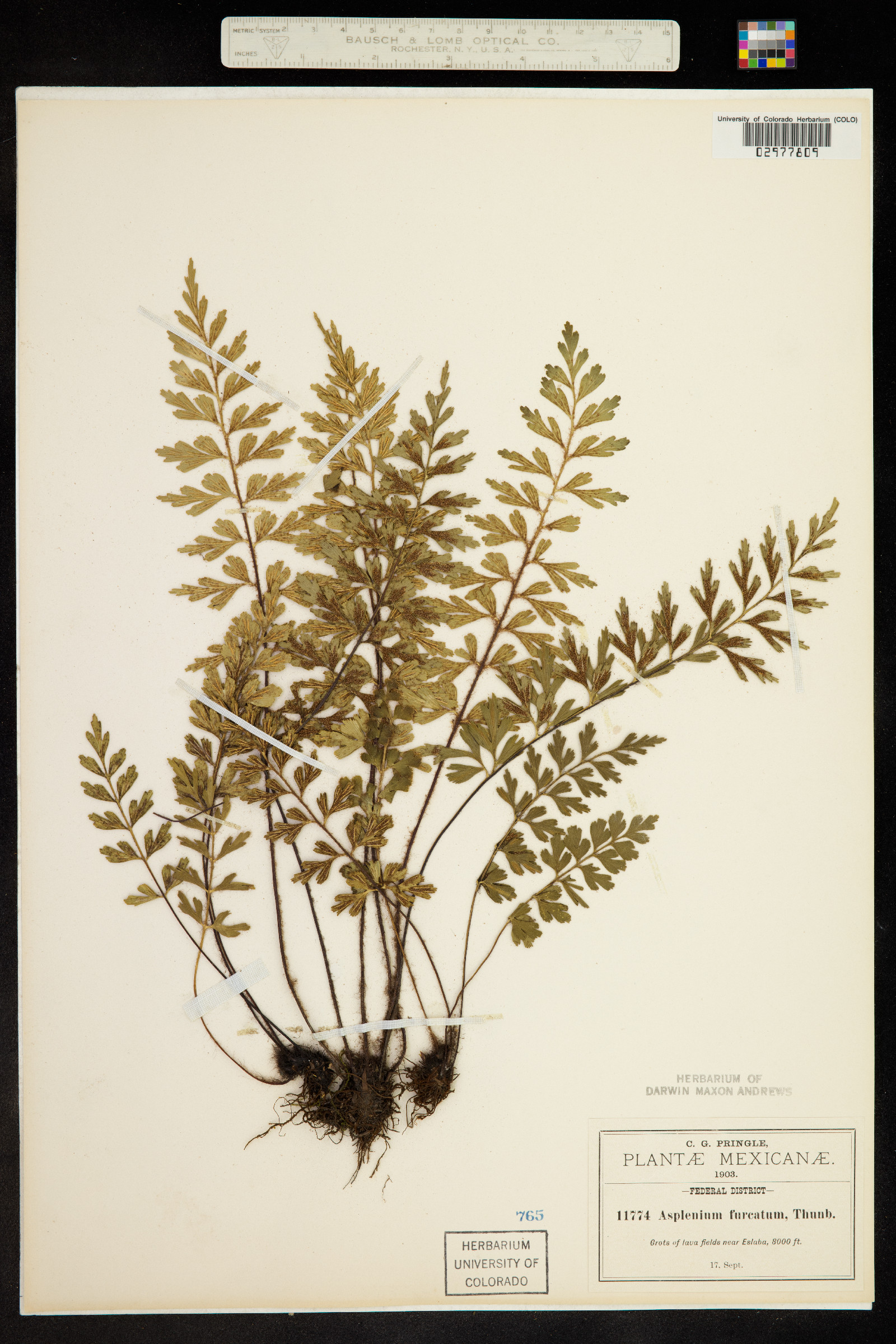 Asplenium aethiopicum image