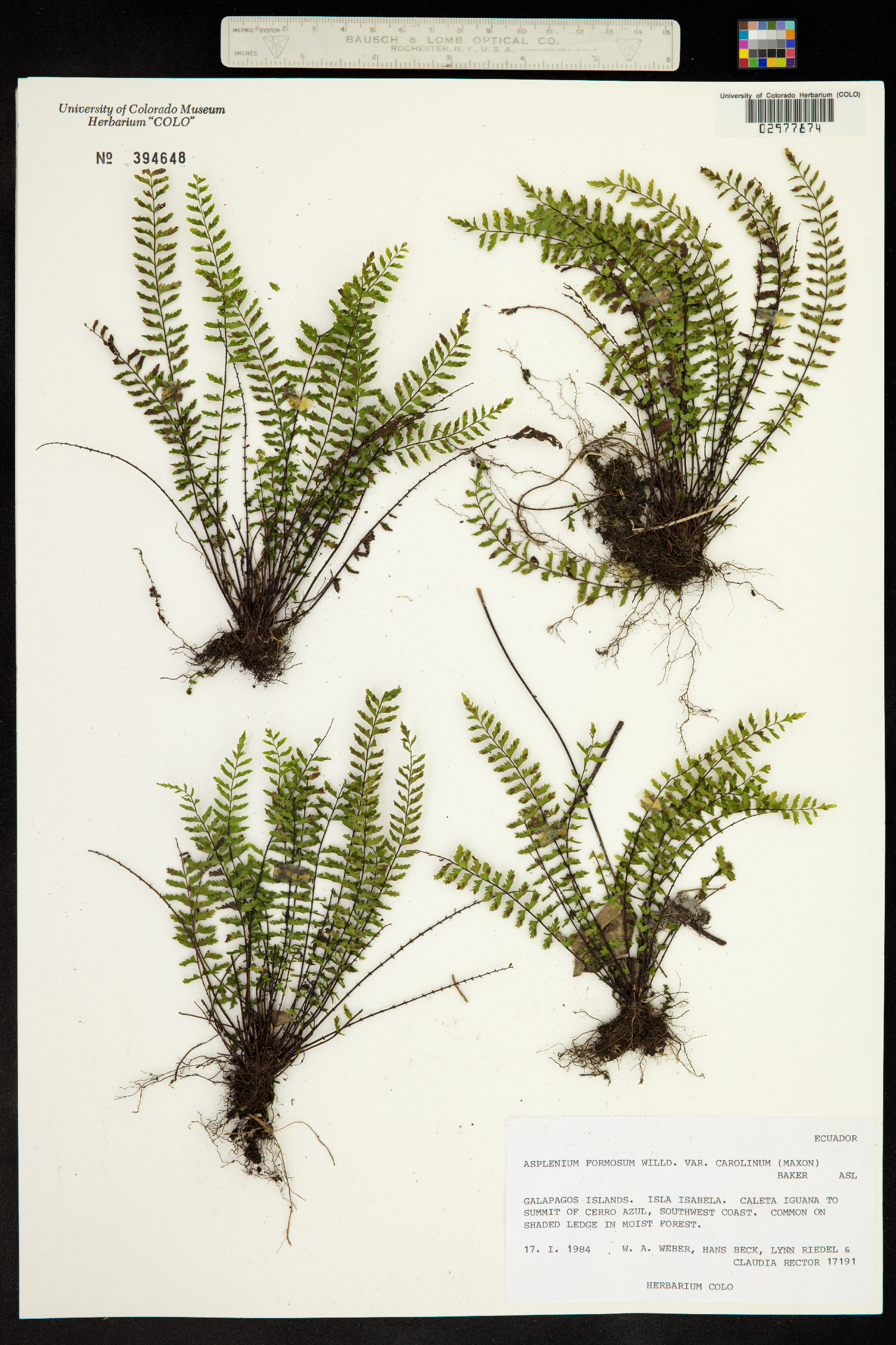 Asplenium formosum image