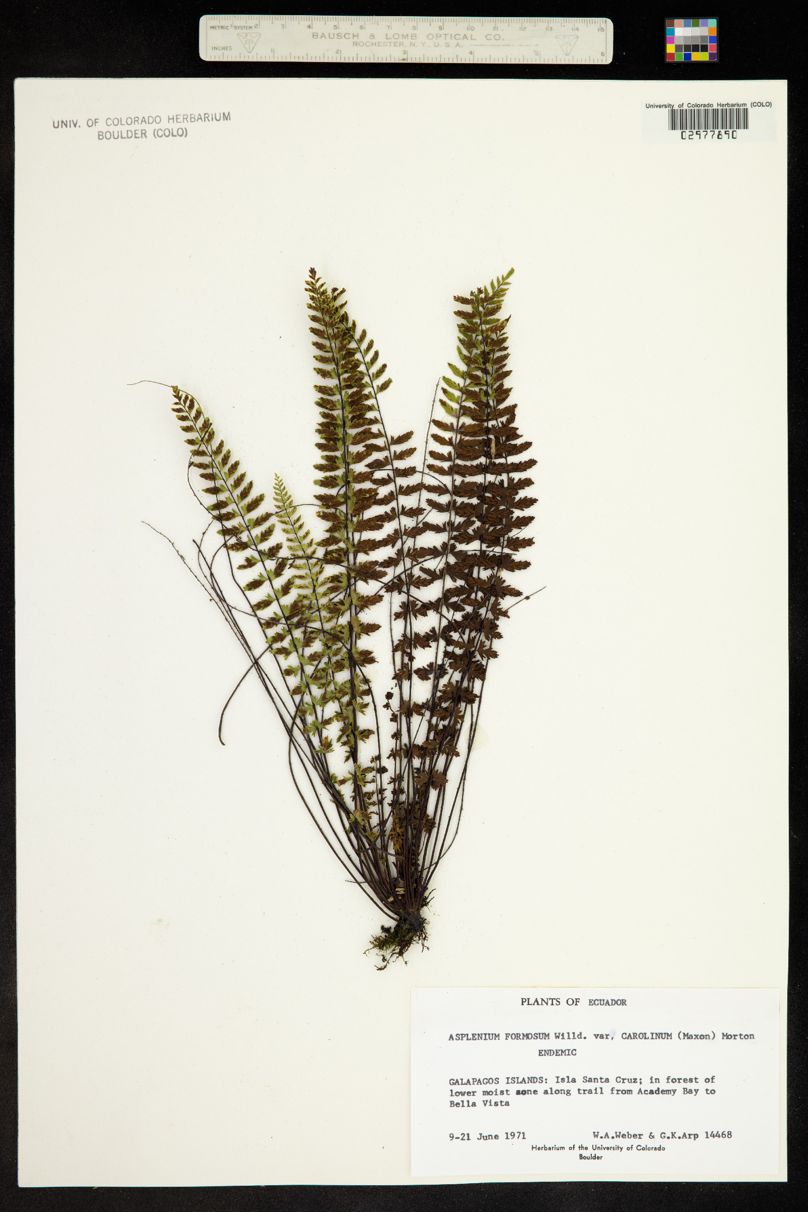 Asplenium formosum image