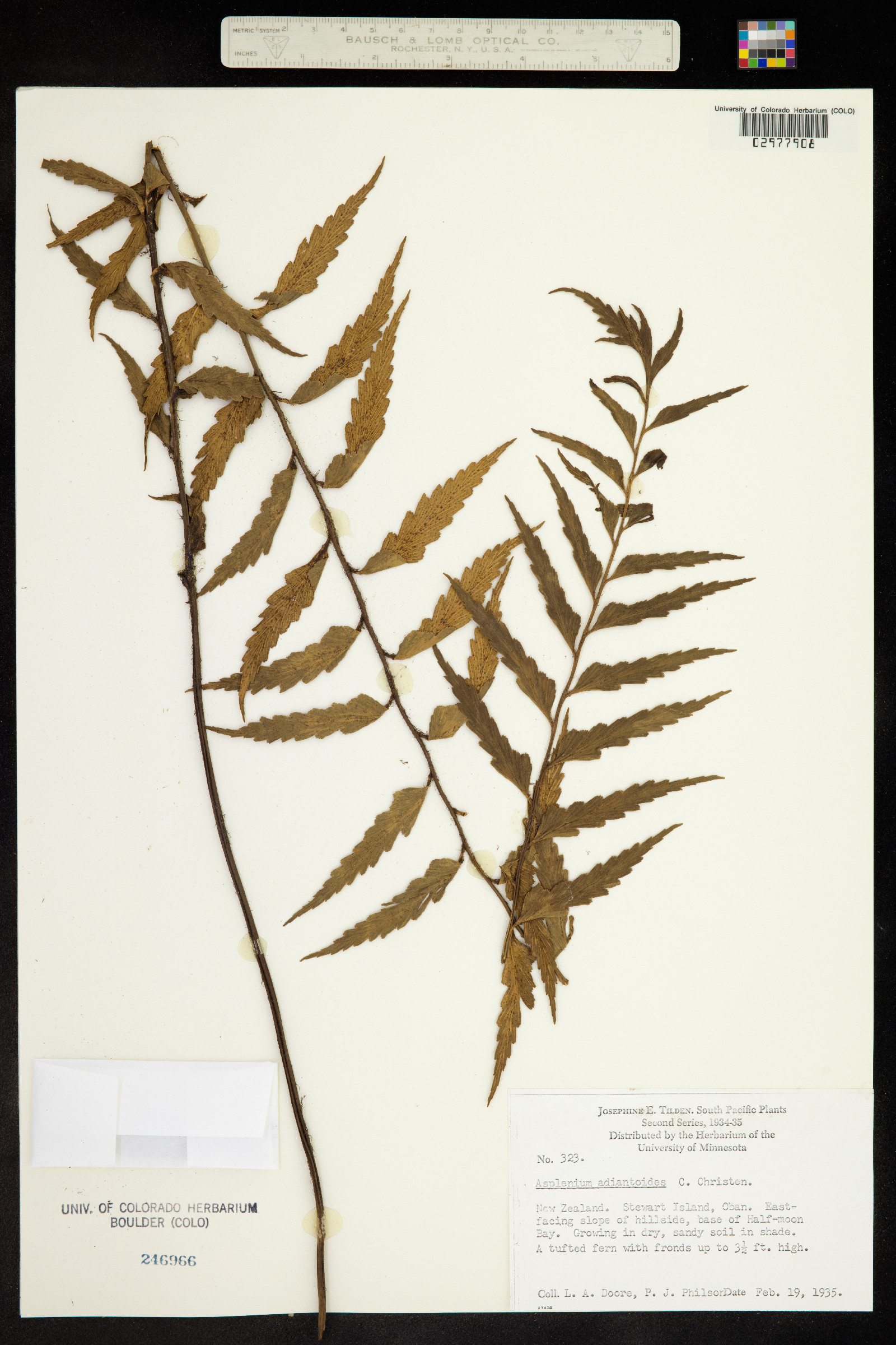 Asplenium polyodon var. nitidulum image