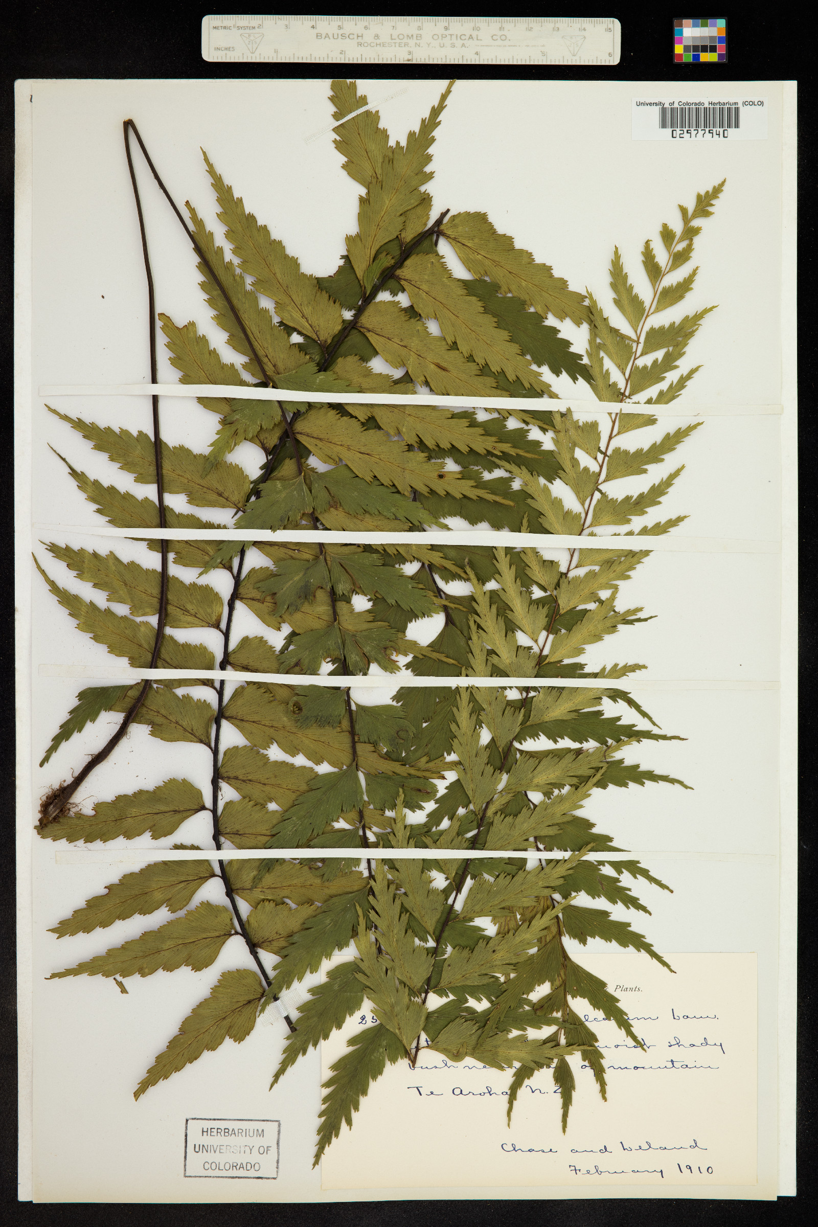 Asplenium polyodon var. nitidulum image