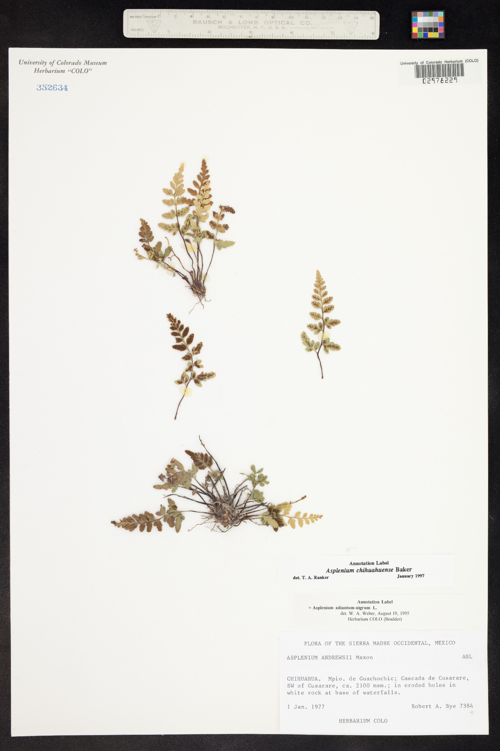 Asplenium chihuahuense image