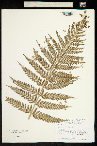 Asplenium bulbiferum image