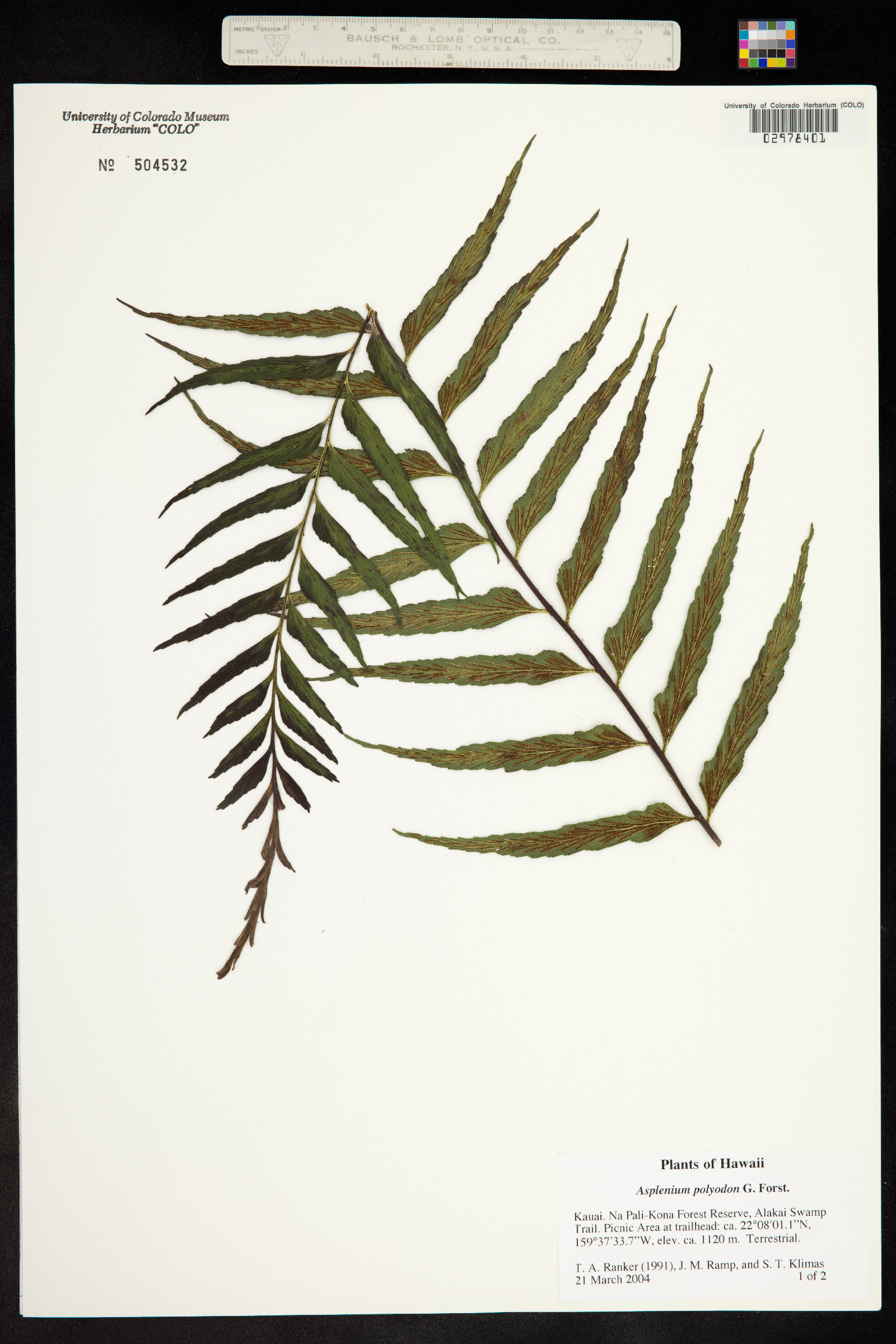 Asplenium image