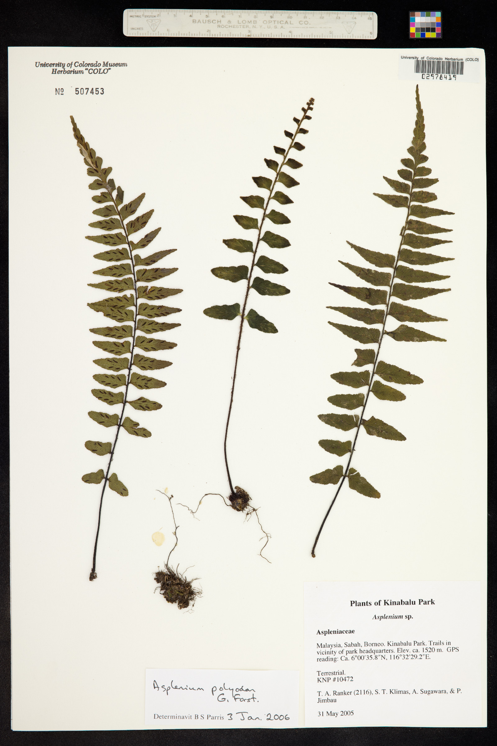 Asplenium polyodon image