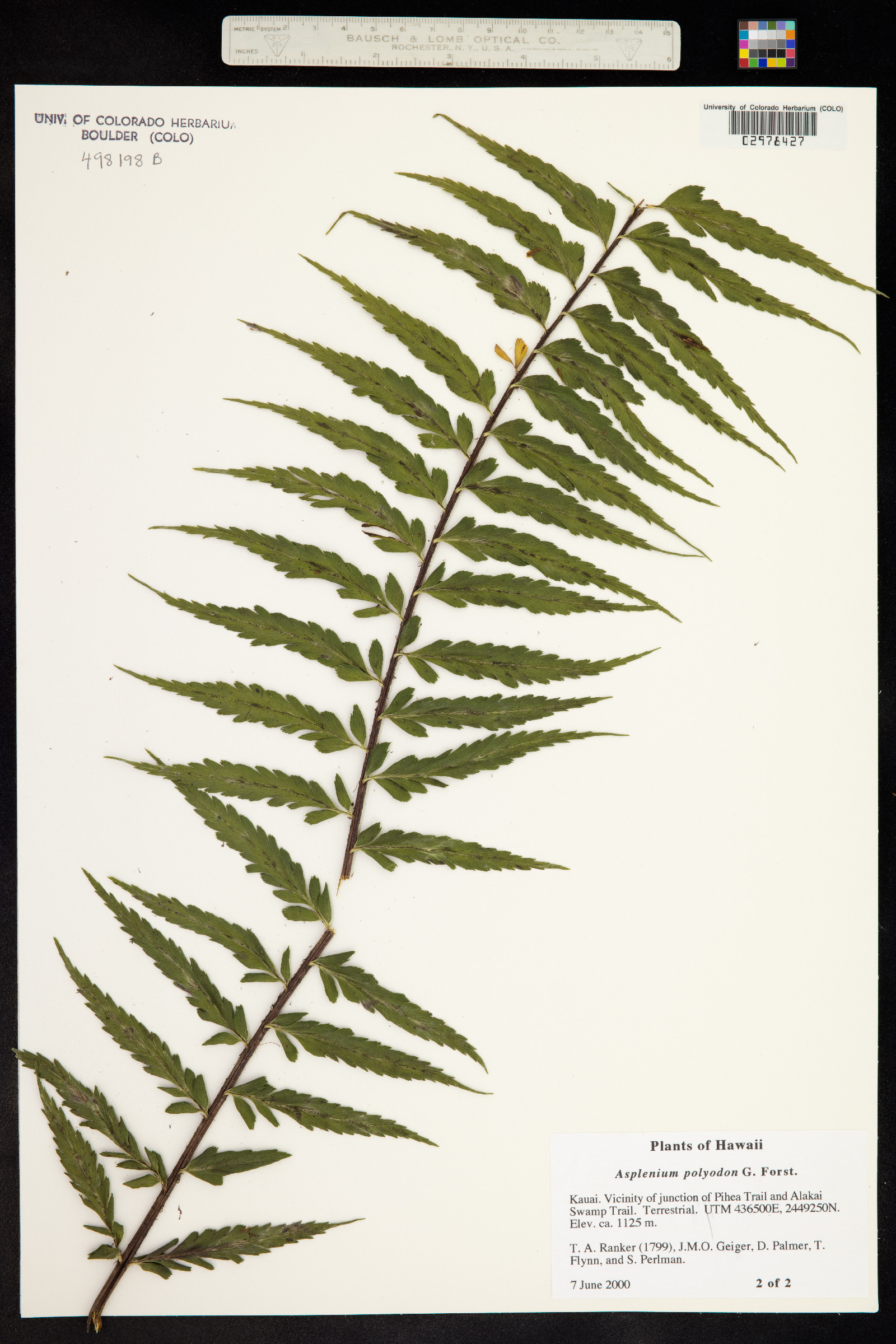 Asplenium polyodon image