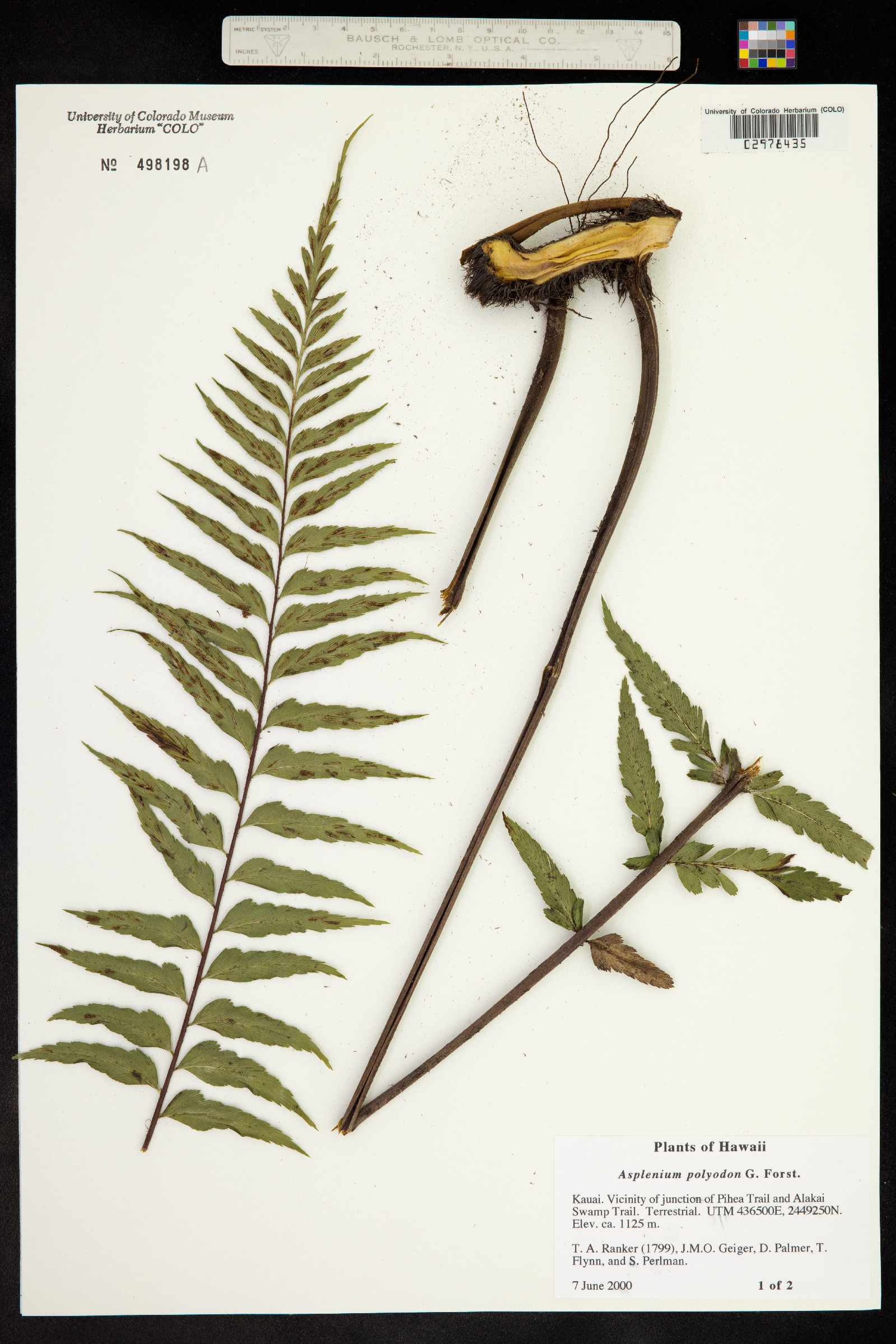 Asplenium polyodon image