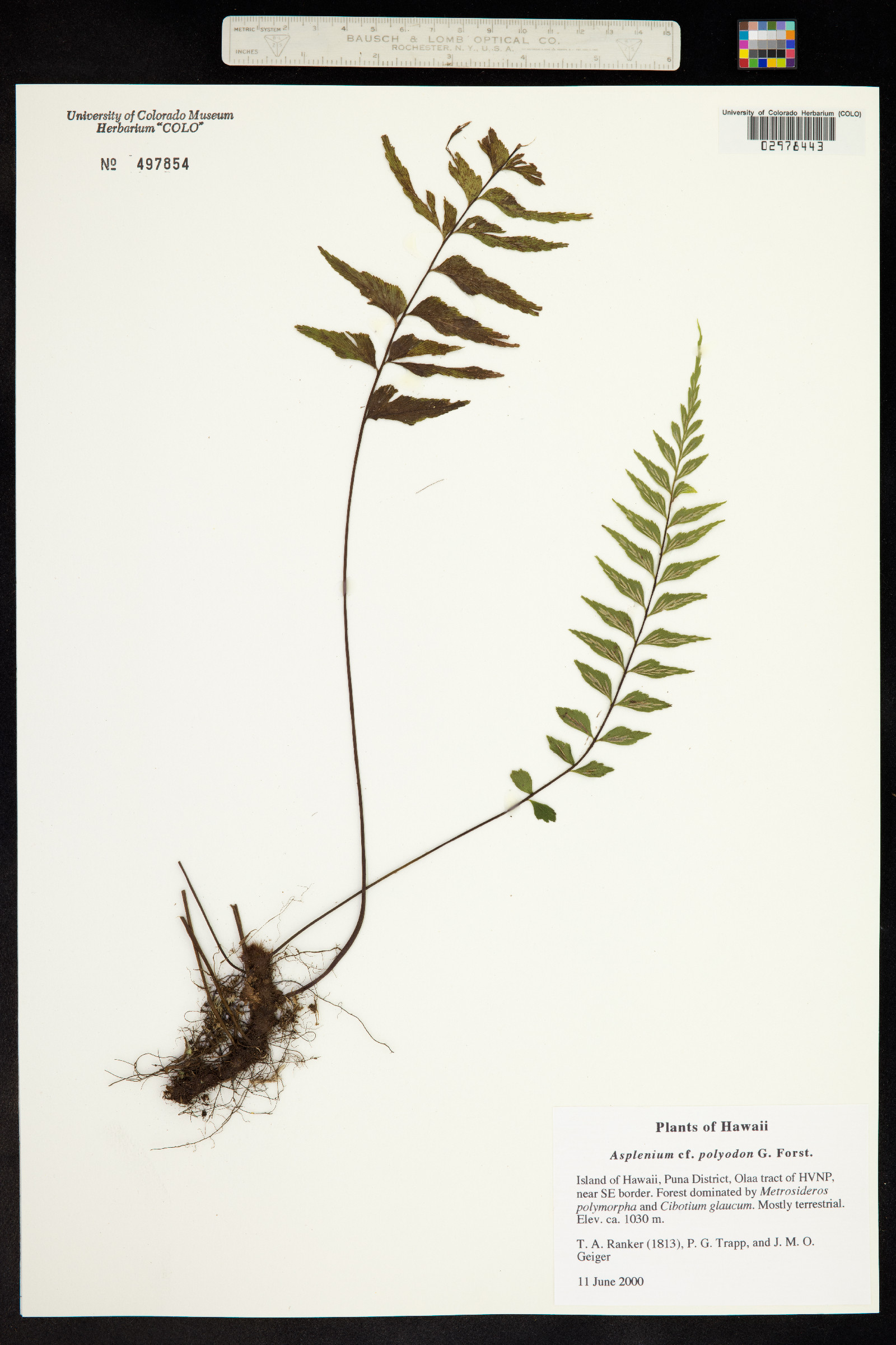 Asplenium polyodon image