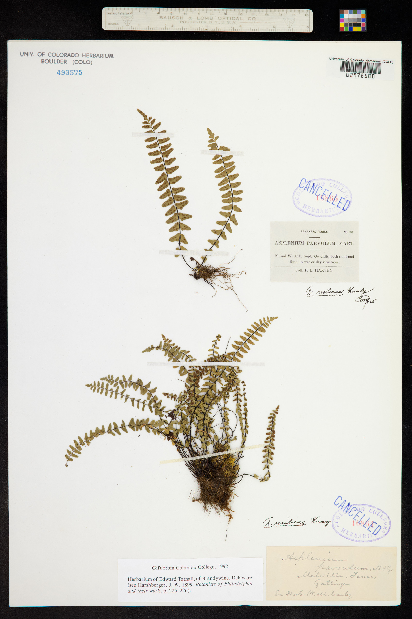 Asplenium resiliens image