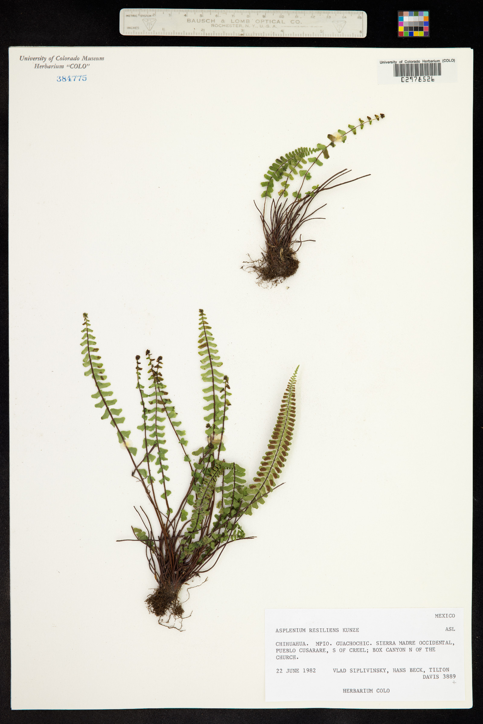 Asplenium resiliens image
