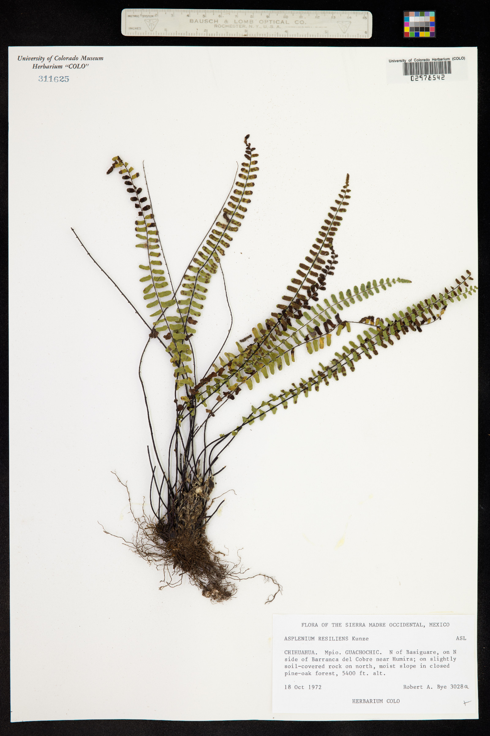 Asplenium resiliens image
