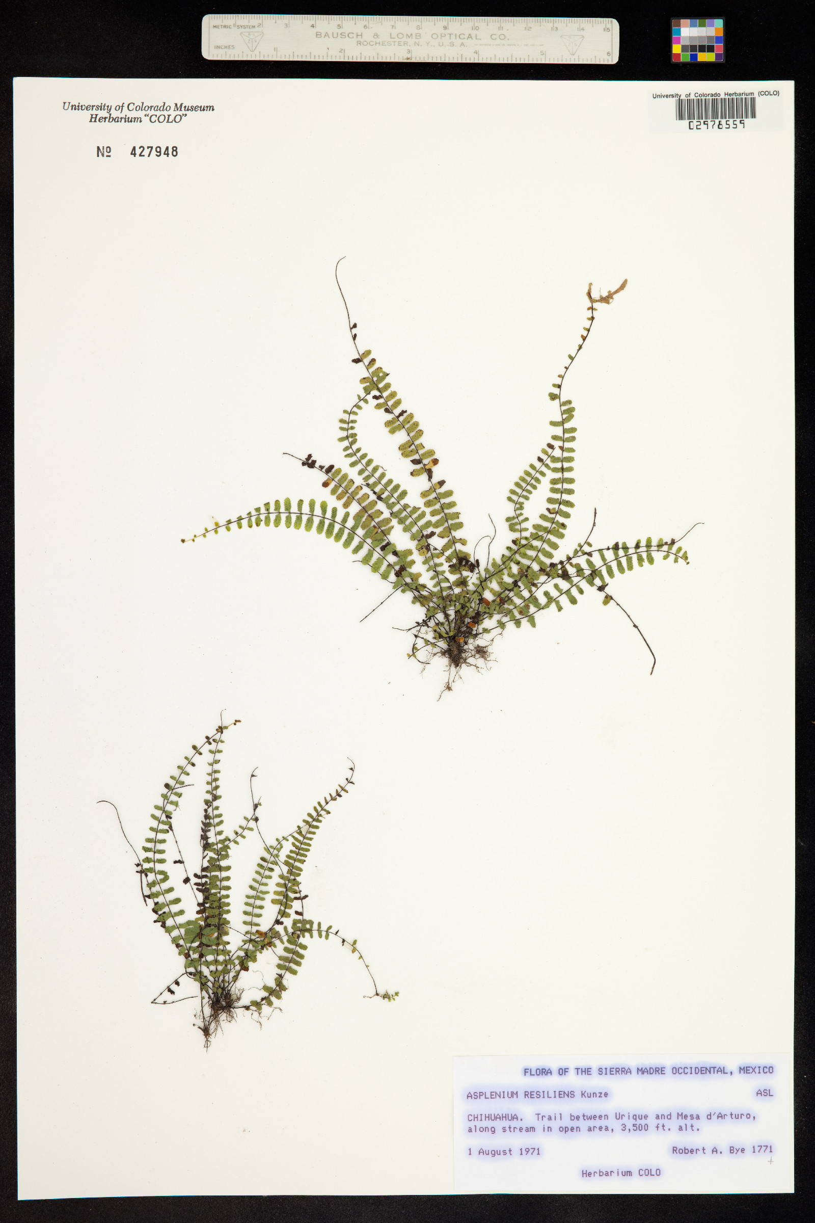 Asplenium resiliens image