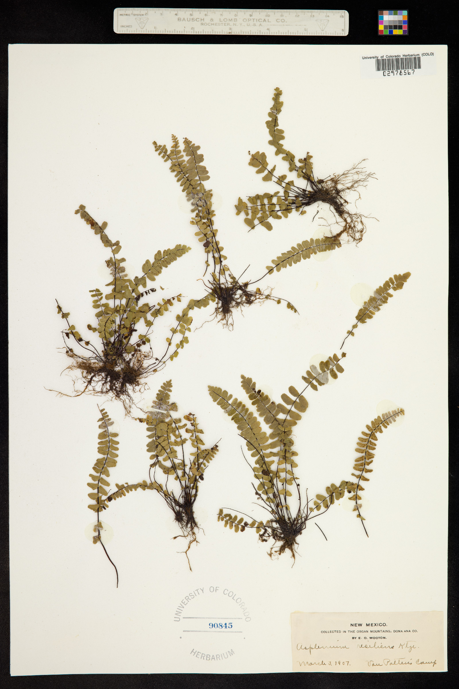 Asplenium resiliens image