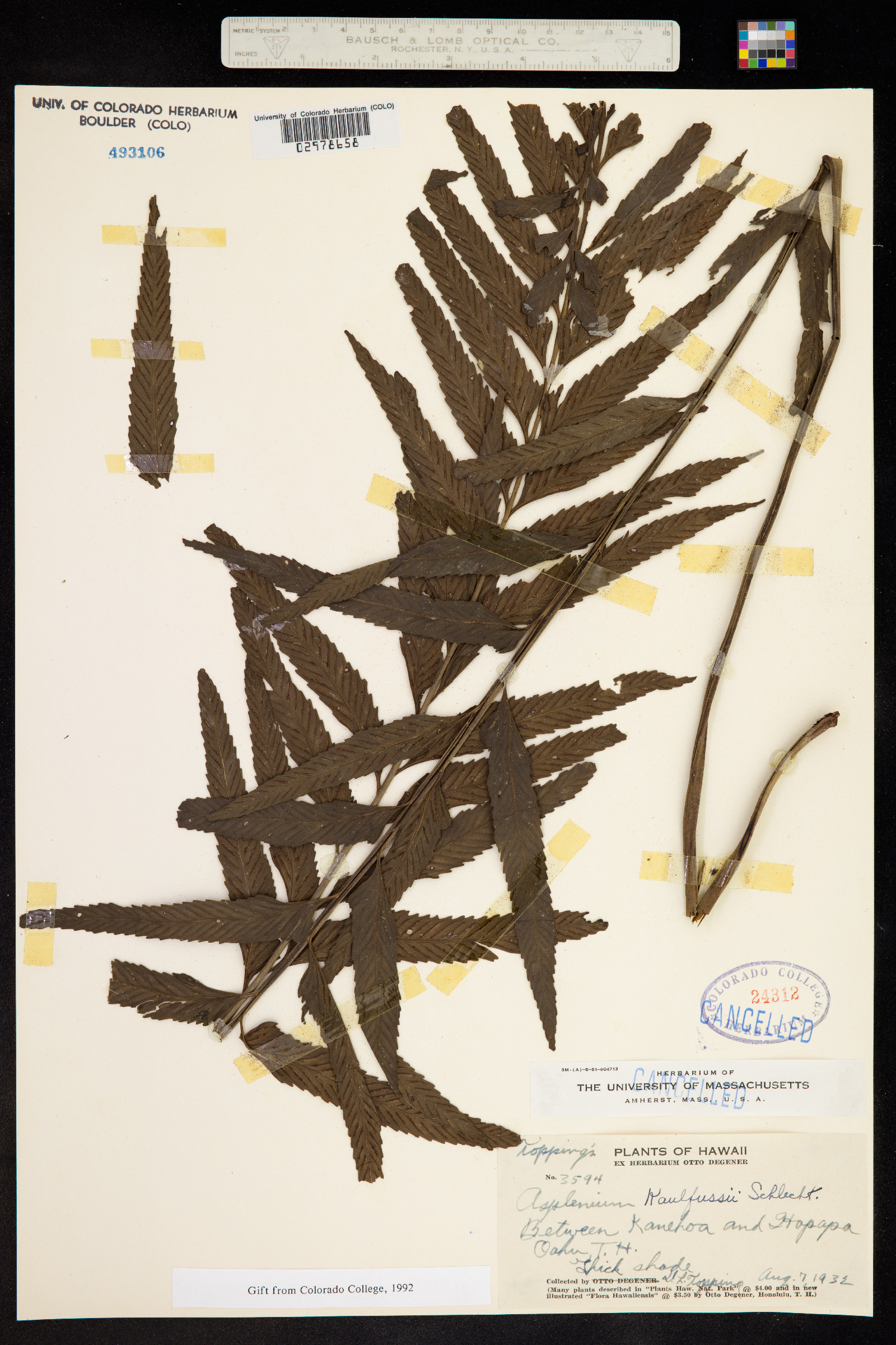 Asplenium kaulfussii image