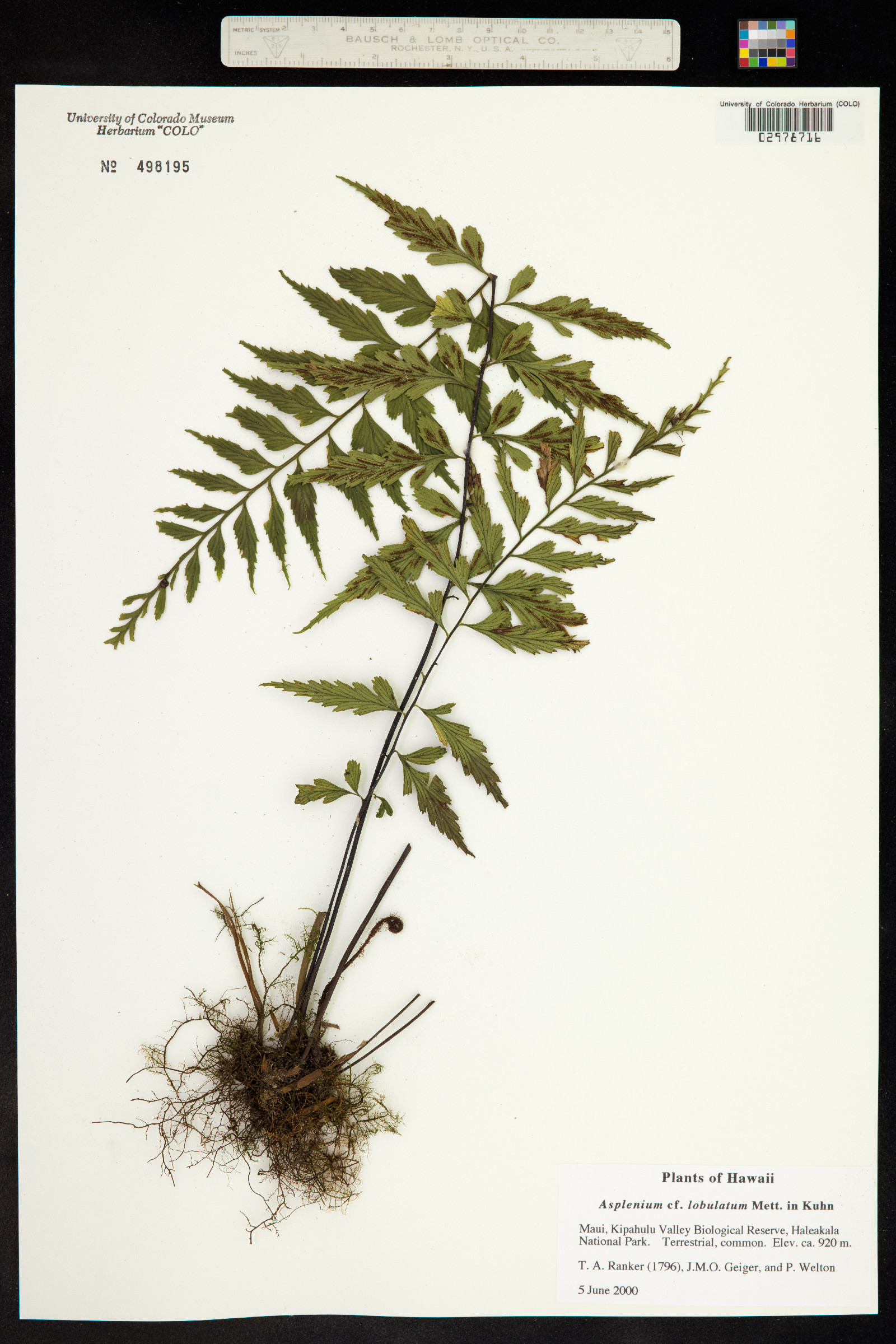 Asplenium lobulatum image