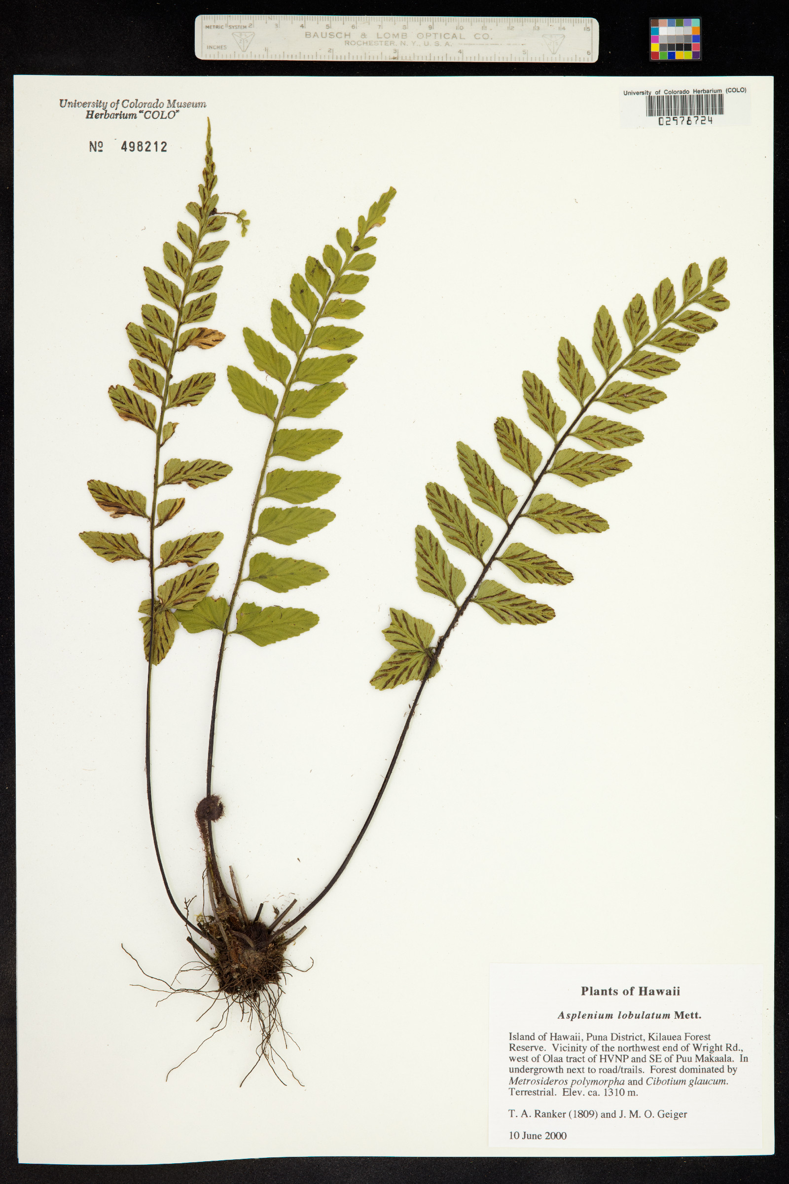 Asplenium lobulatum image