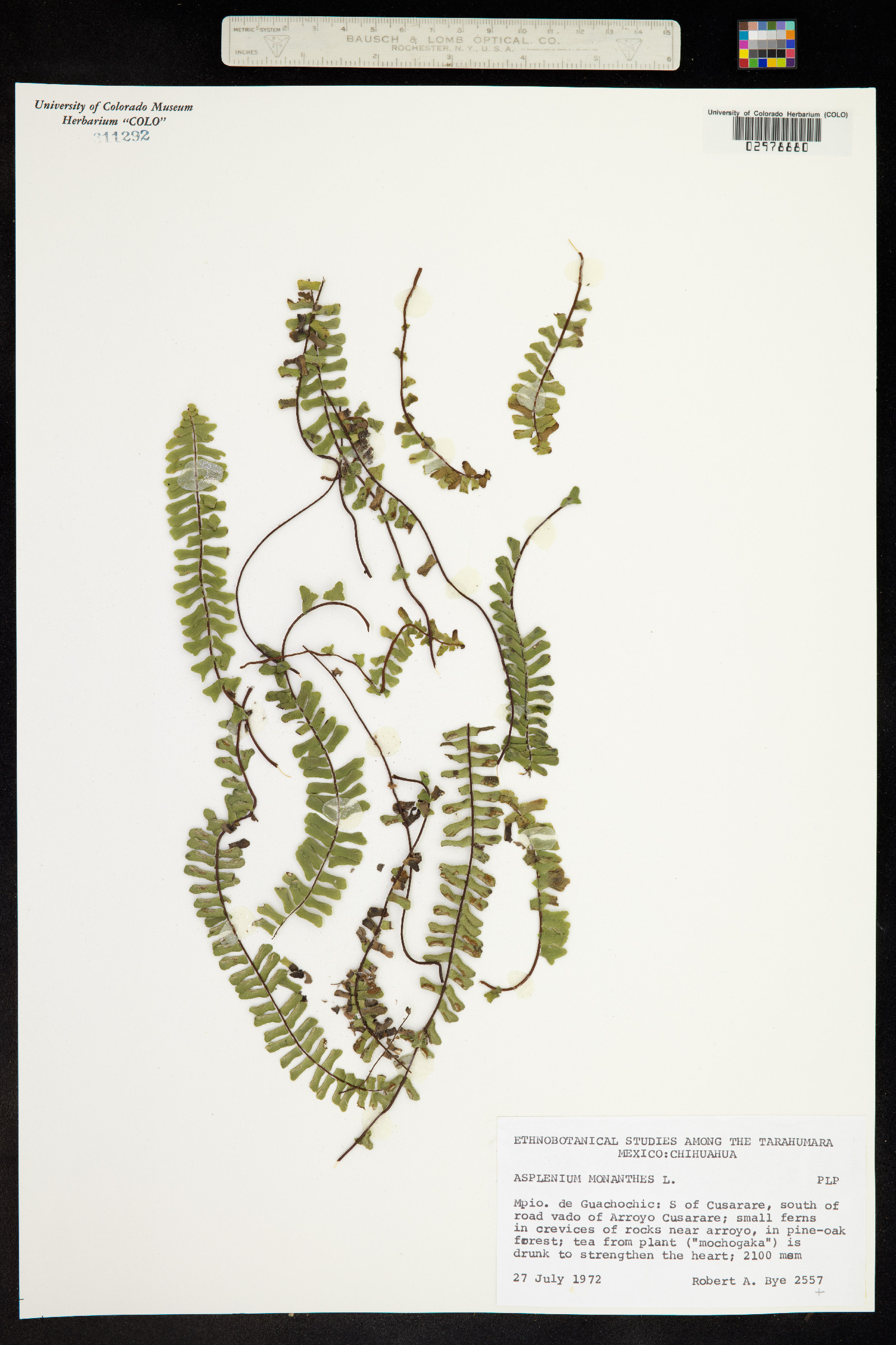 Asplenium monanthes image