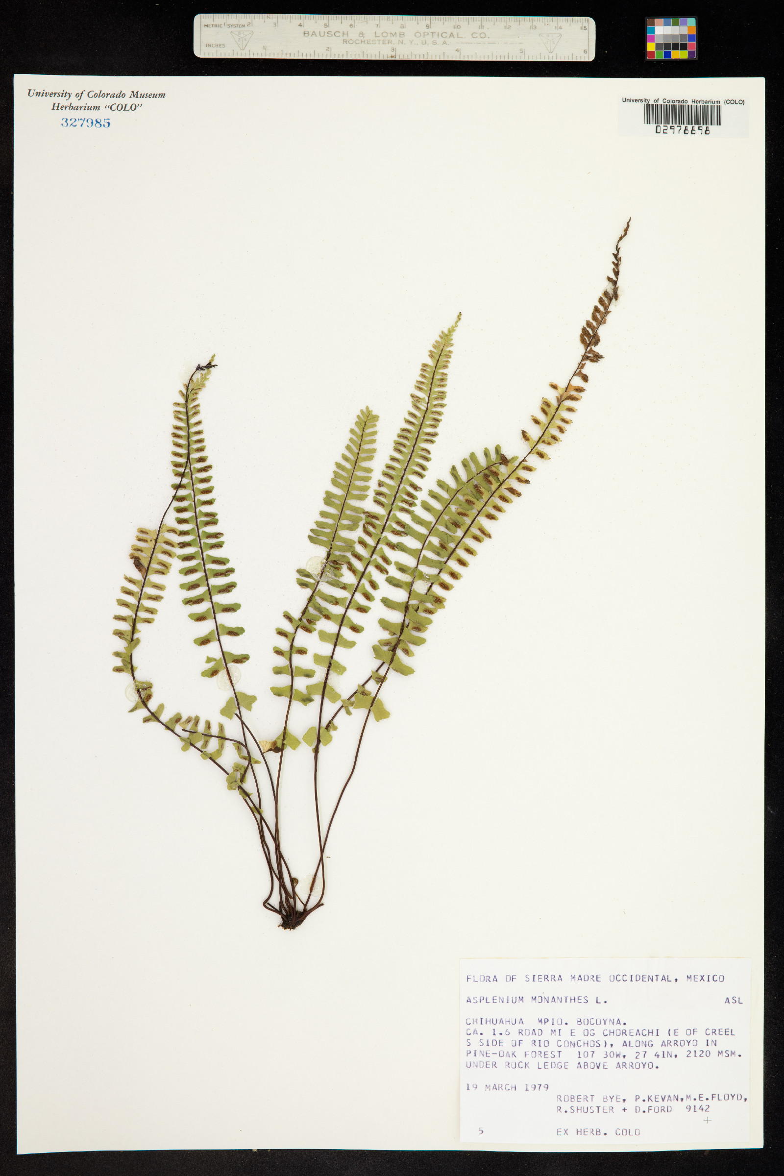 Asplenium monanthes image