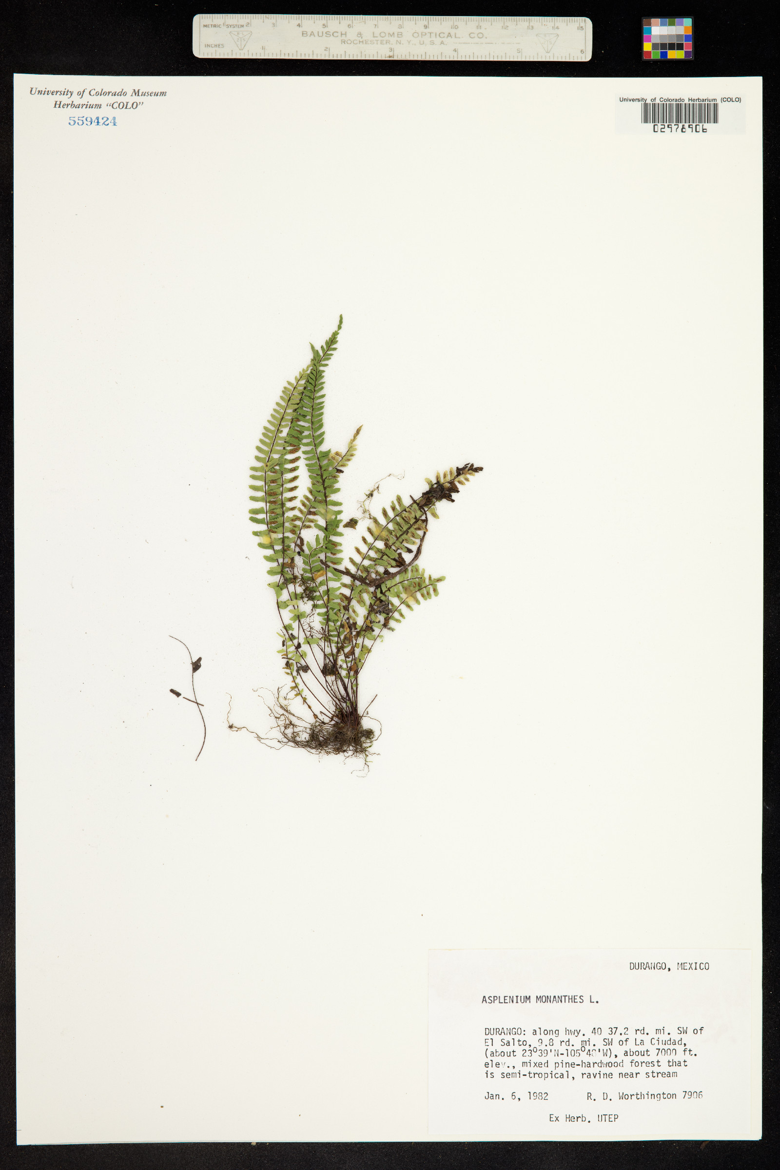 Asplenium monanthes image