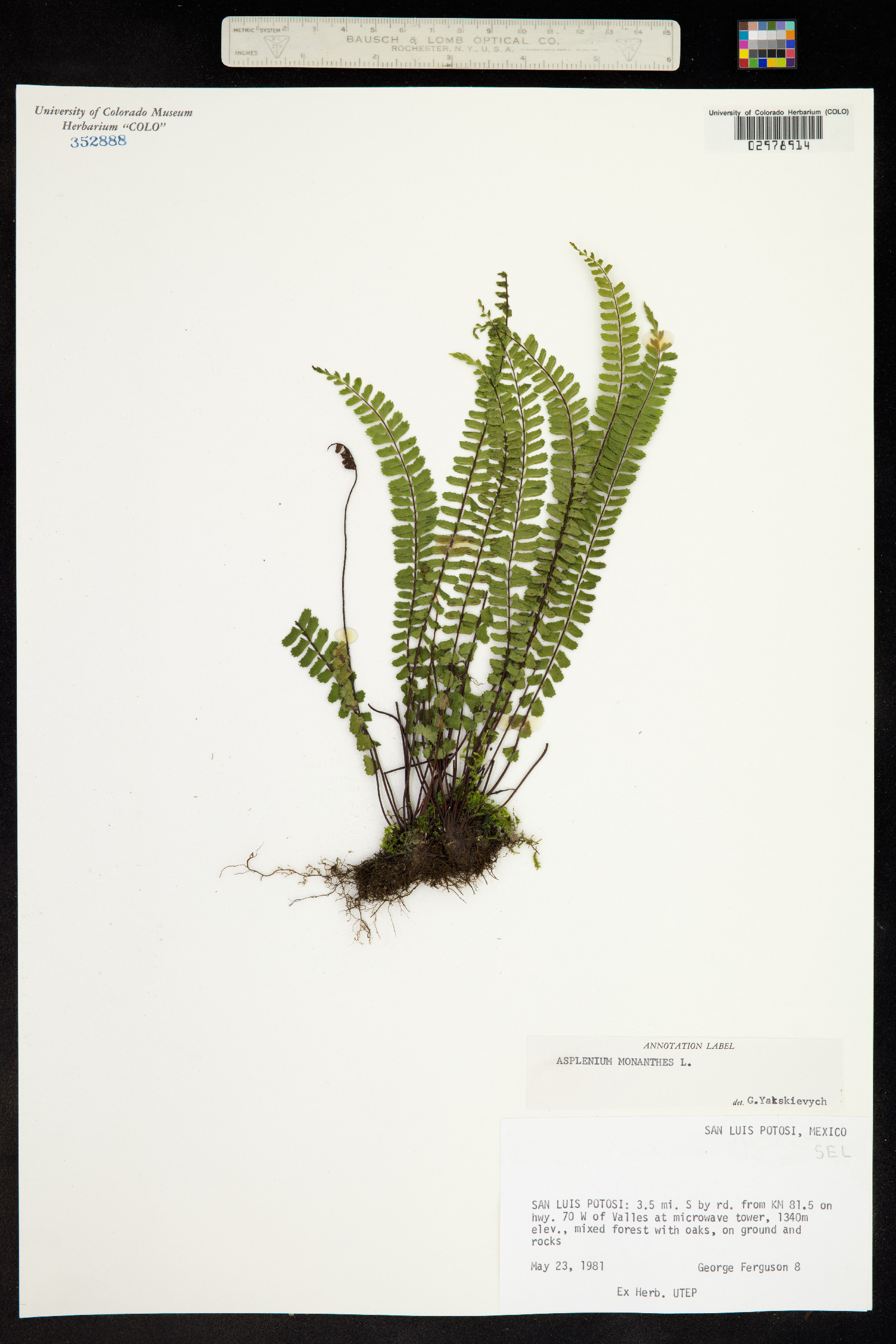 Asplenium monanthes image